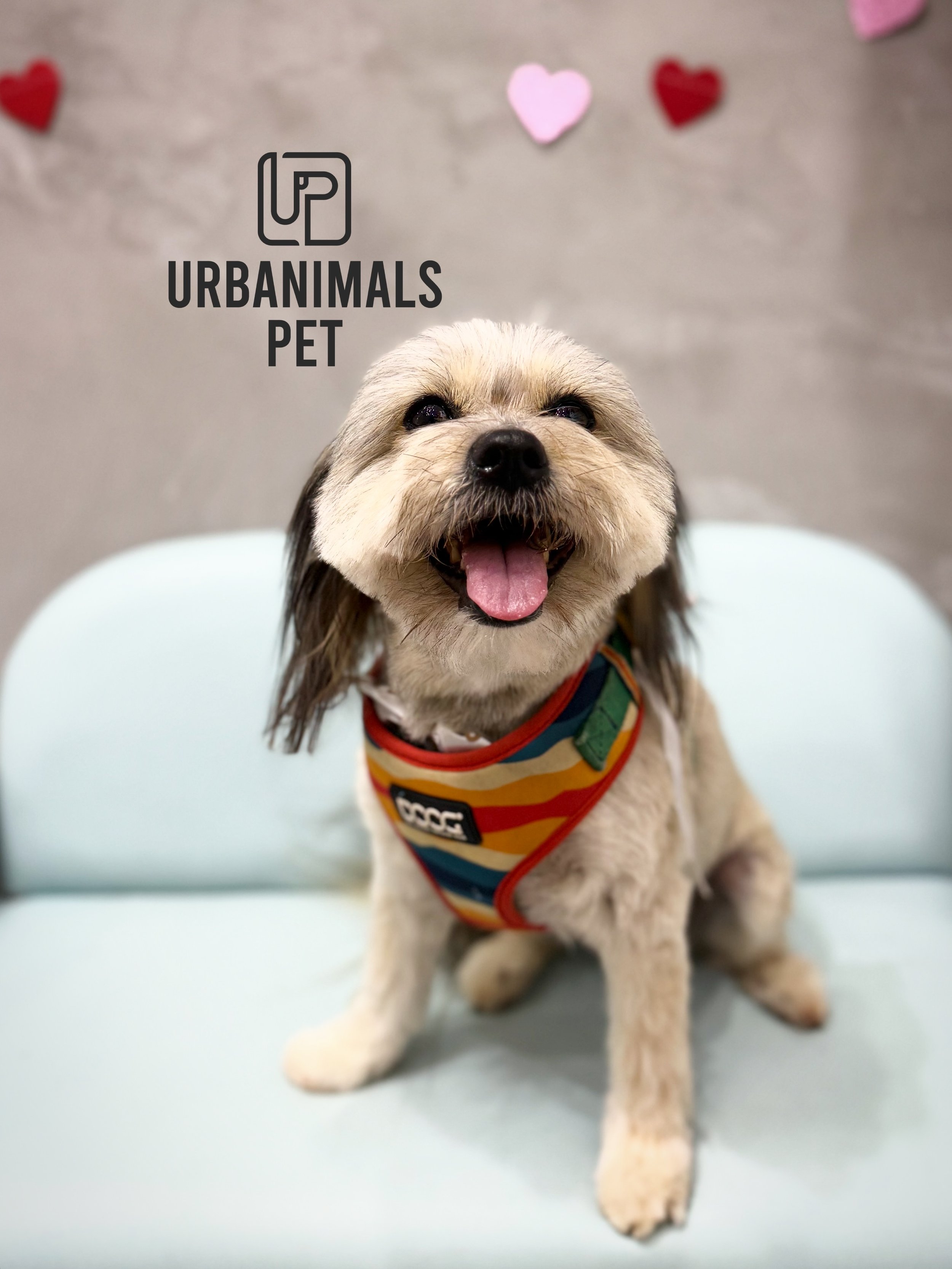 A little fluffy photo dump because these cuties deserve their moment 🐶✨
Fredy trims, clean paws, and faces too cute to gatekeep 😍🐾

#urbanimalspet #doggrooming #furbaby #dogsofzetland #dogsofinstagram
