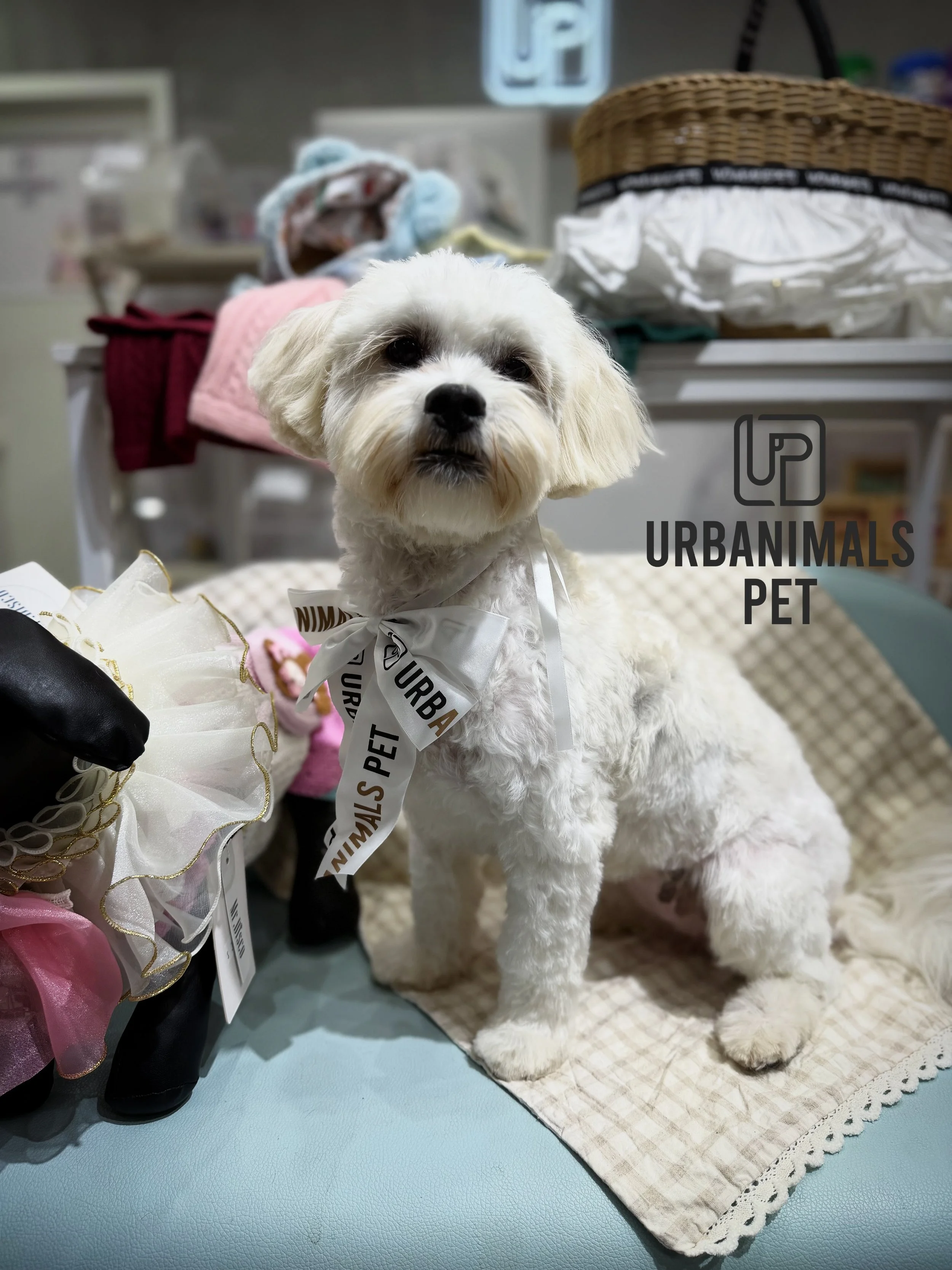 A little fluffy photo dump because these cuties deserve their moment 🐶✨
Fresh trims, clean paws, and faces too cute to gatekeep 😍🐾

#urbanimalspet #doggrooming #furbaby #dogsofzetland #dogsofinstagram