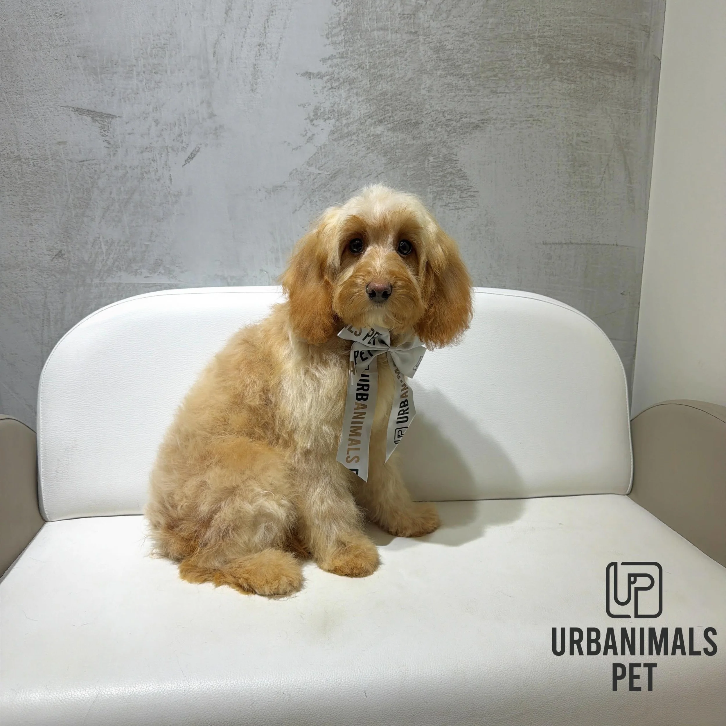 This sweet little lady Poppy visited us for her first ever groom! Such a sweet girl❣️❣️
#urbanimalspetwahroonga #urbanimalspet #firstgroom #cavoodle #puppygroom