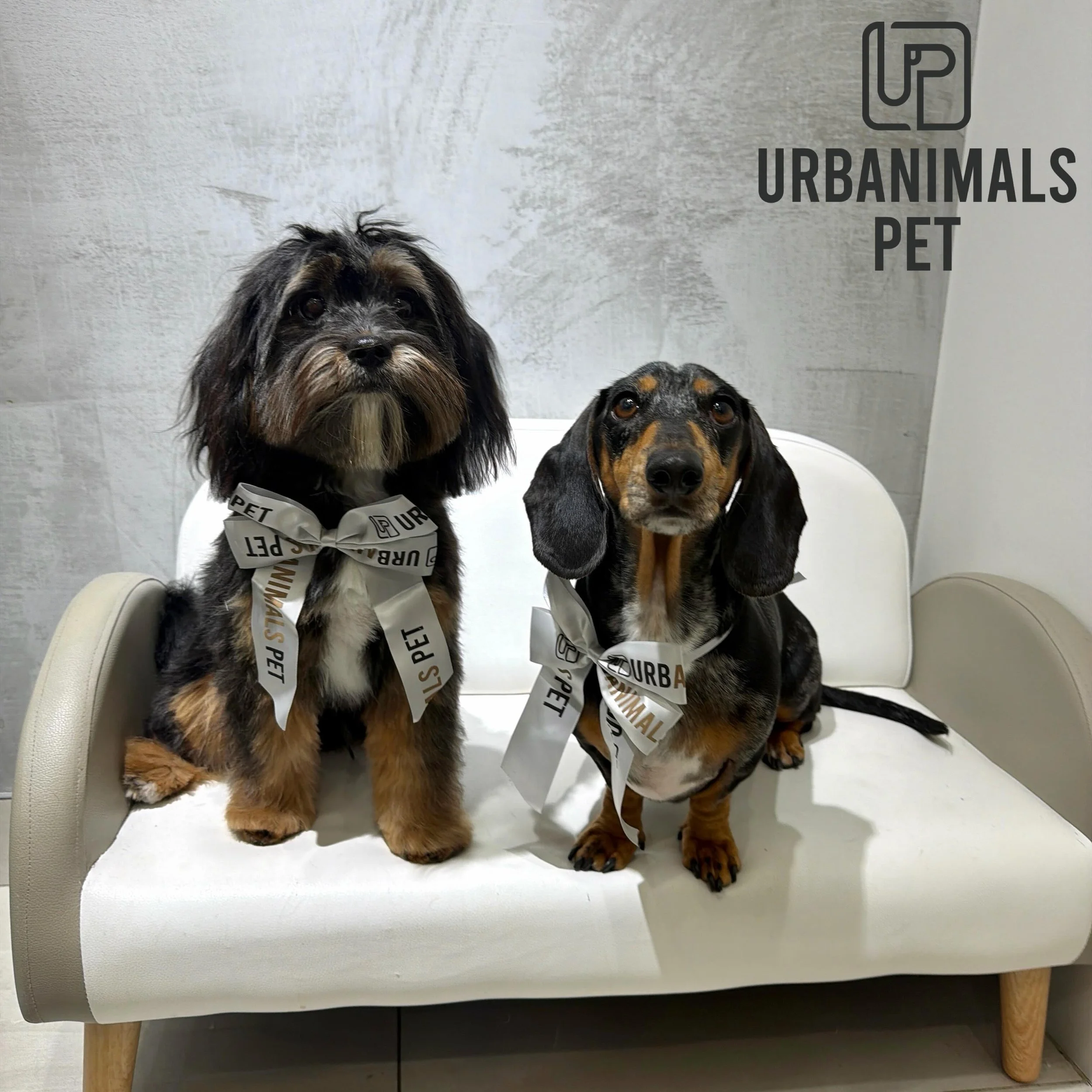 Brothers Jones and Ollie strike a pose after their fresh grooms! 😎🐾
#urbanimalspetwahroonga #urbanimalspet #doggrooming #dachshund #maltesex