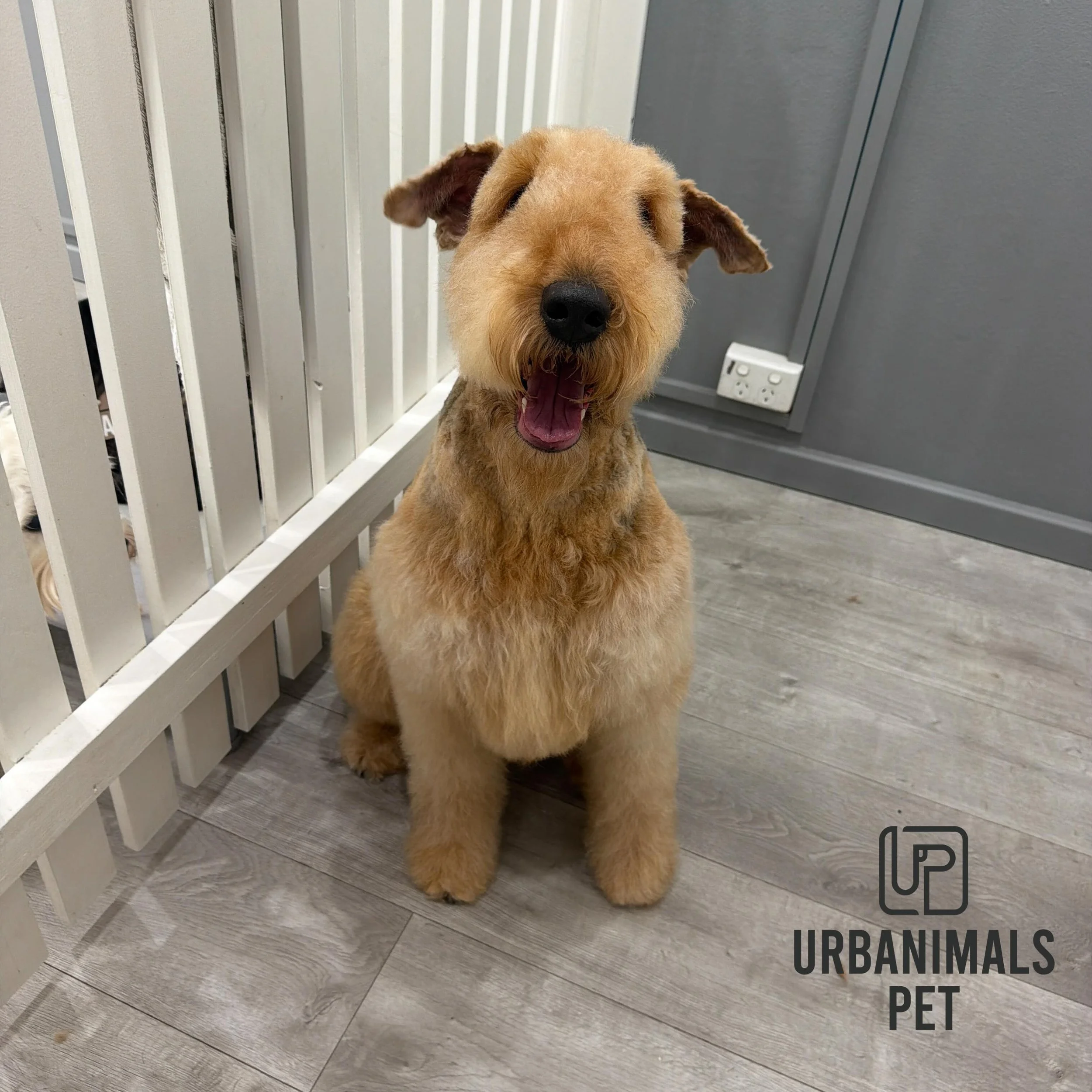 Sweet girl Miss Poppy showing off her smile and fresh groom! 🐾😍
#urbanimalspetwahroonga #urbanimalspet #airdale #airdaleterrier