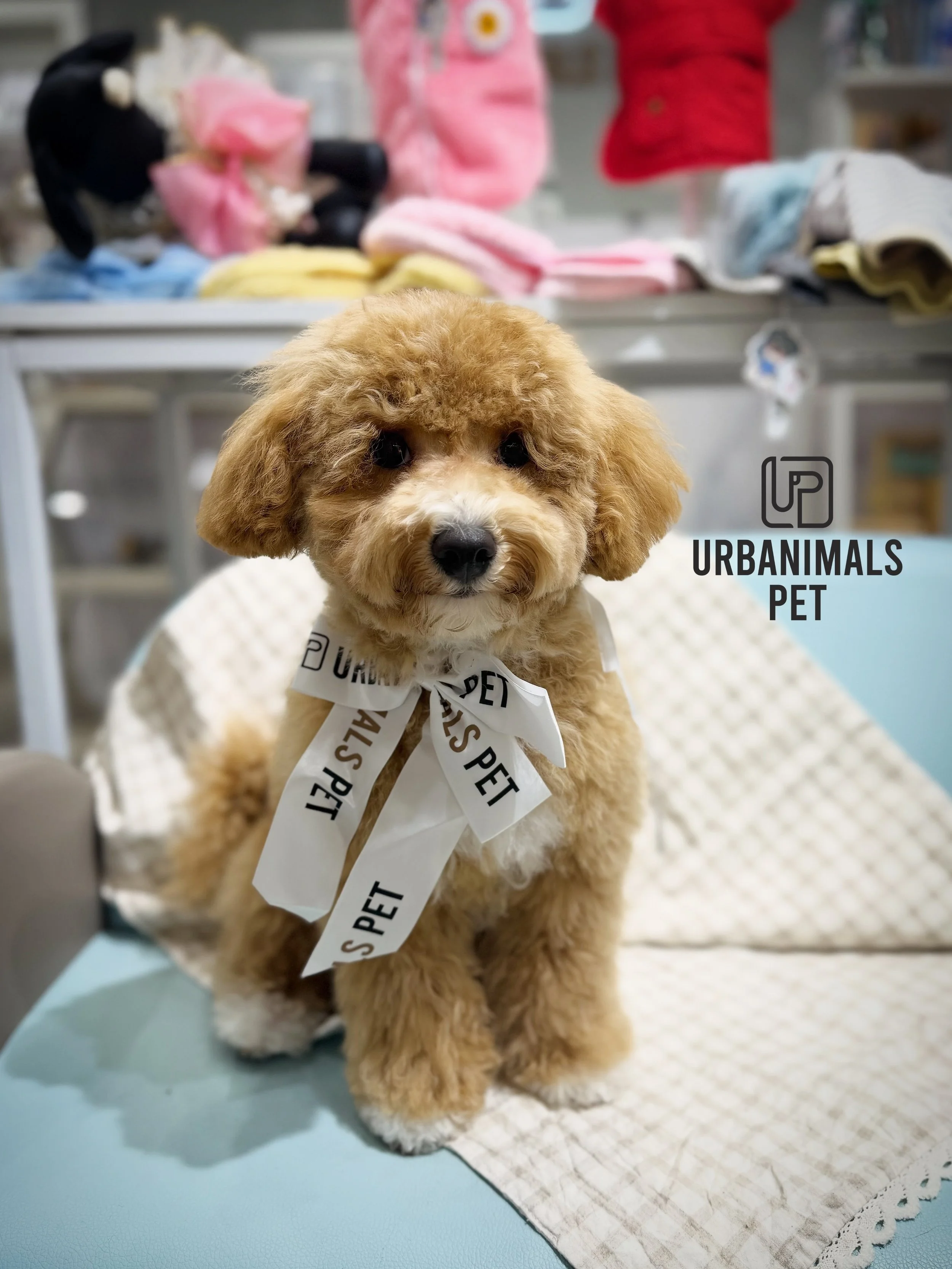 🐻✨ Teddy&rsquo;s puppy glow-up! ✨🐻
Our sweet little Cavoodle Teddy came in for his very first Wash &amp; Tidy as a tiny pup, and now look at him after his big boy scissor cut! 🛁✂️
From fluffy puppy cuddles to a perfectly styled big-boy groom, Tedd
