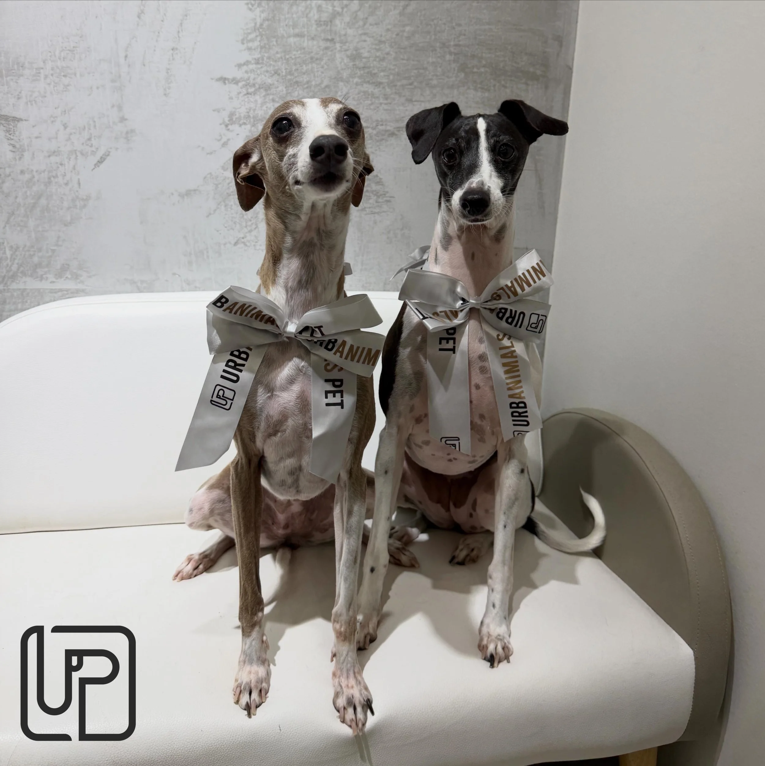 Post-bath perfection from Bambi and Pip. Sitting patiently for their treats and making sure we capture their best angles! 📸💕
#urbanimalspetwahroonga #urbanimalspet #italiangreyhound #doggrooming #wahroonga