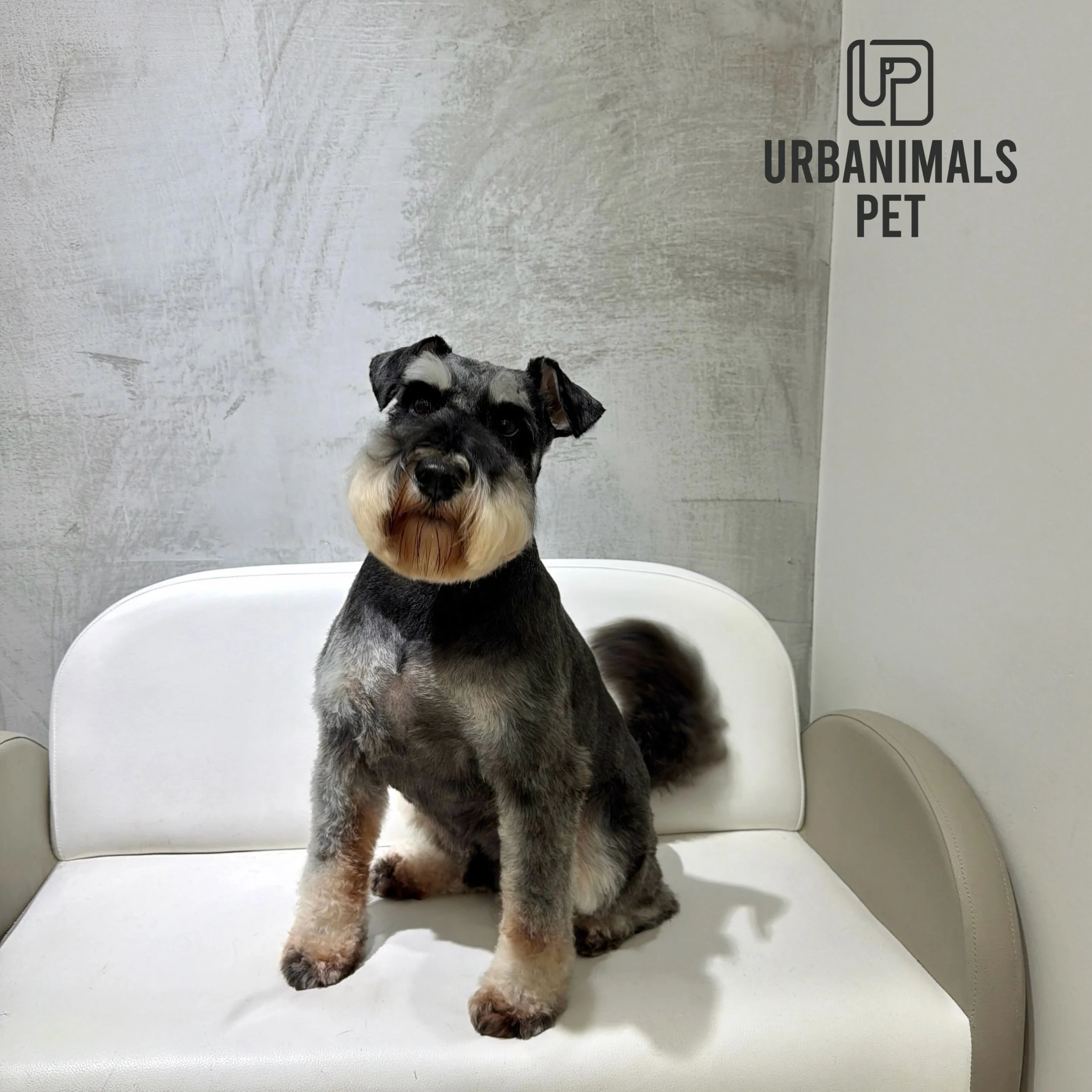 Sweet boy Bingo showing off his groom! 🫢❣️
#urbanimalspetwahroonga #urbanimalspet #schnauzer #schnauzergrooming #wahroonga