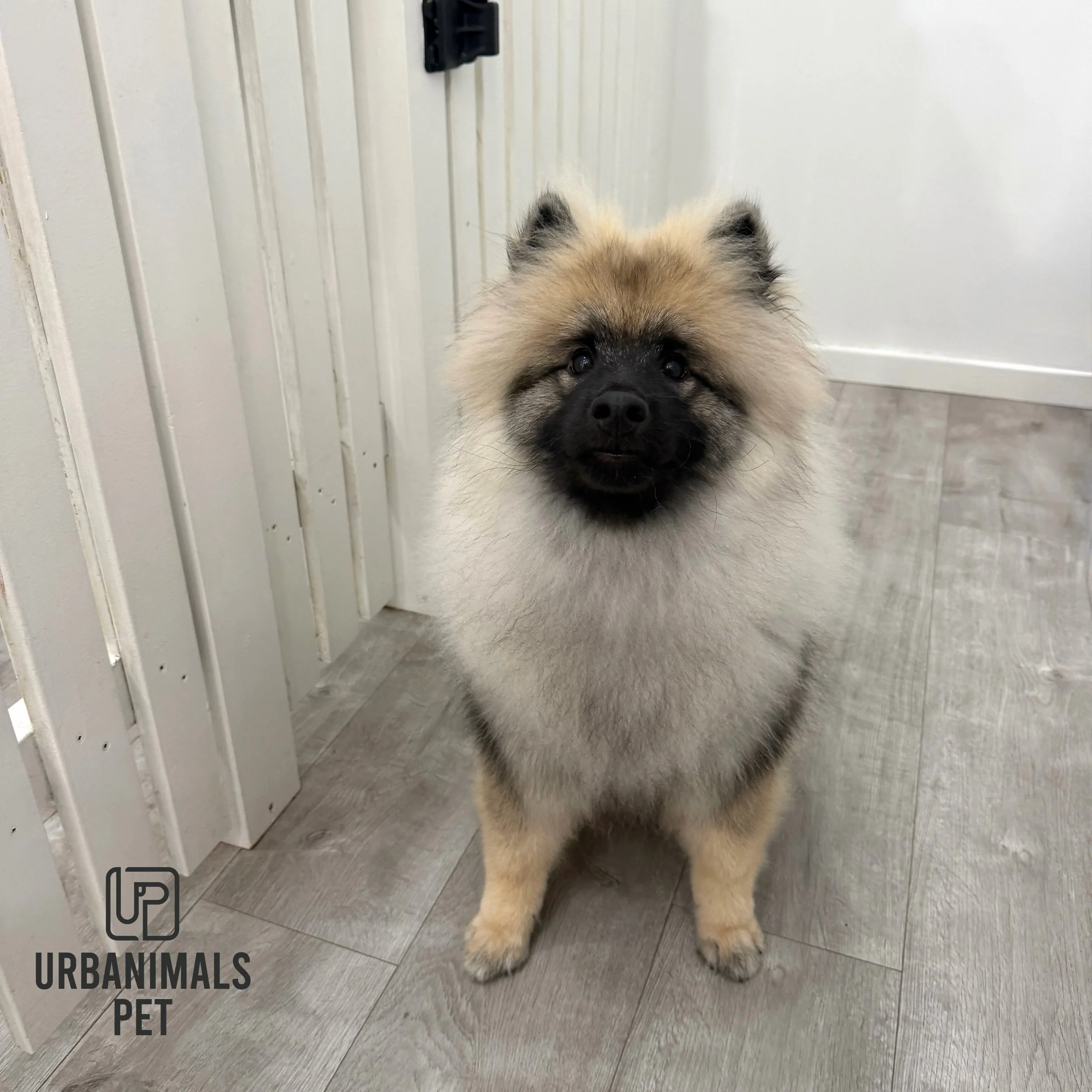 Little Dusty the Keeshond is all floofed up after his regular wash and tidy! 🫢🐾❣️
#urbanimalspetwahroonga #urbanimalspet #keeshondpuppy #keeshond