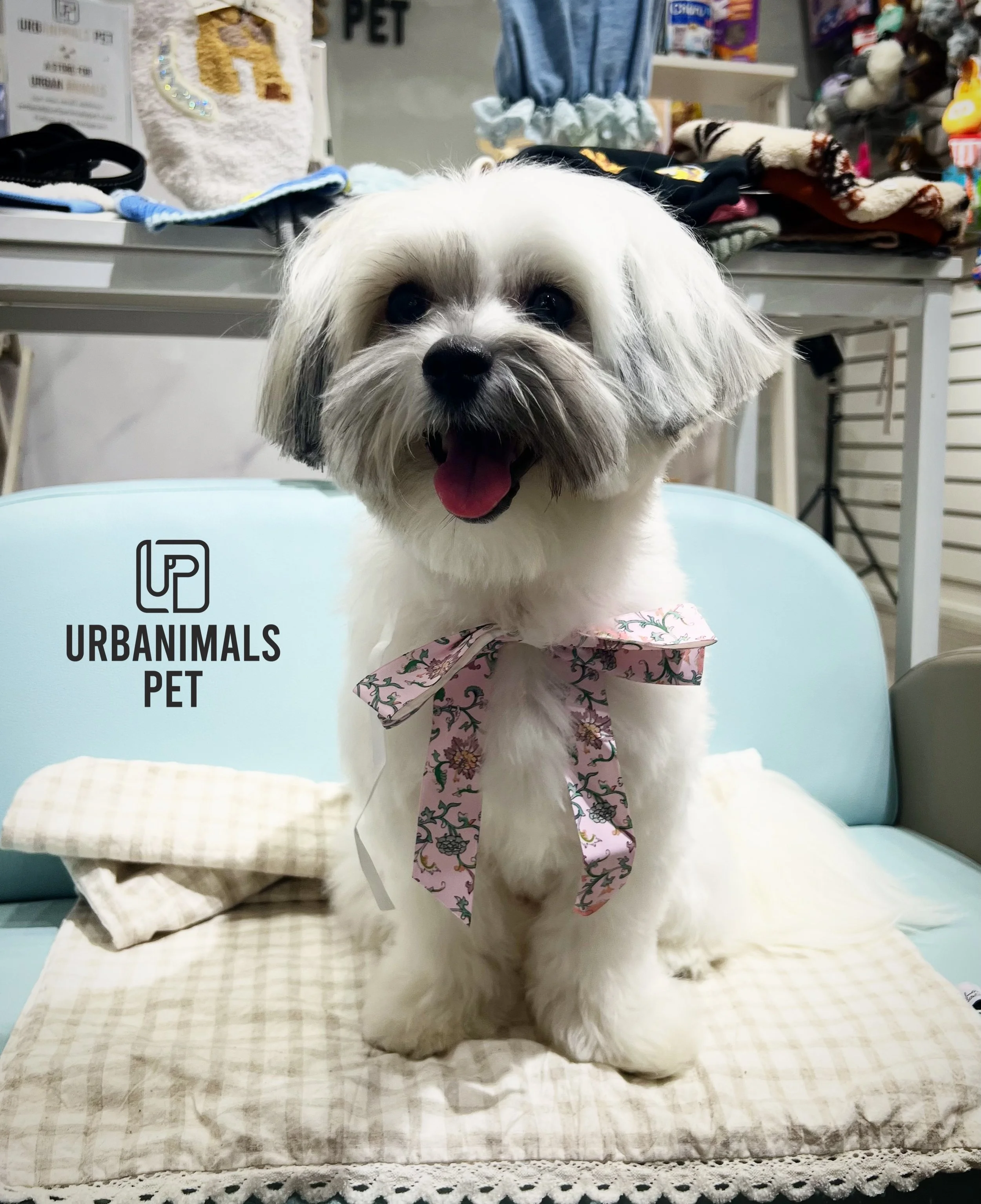 🐶✨ Miso&rsquo;s smile says it all. ✨

One look at that smile, and you know she had the best day! 💛

Miso came in for a well-deserved pamper, and she left looking fresh, fluffy, and happier than ever. Moments like these remind us why we love what we