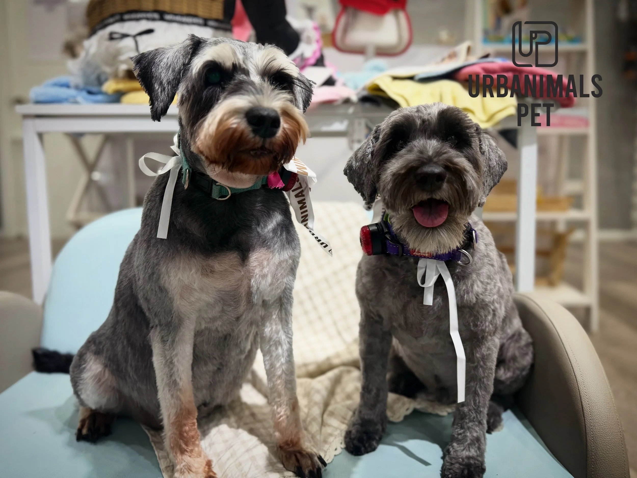 POV: your dog just got groomed and suddenly they're unemployed but somehow still serving CEO. 😭💅

The confidence.
The fluff.
The side eye.

Bro really said: "Don't touch me, I'm expensive."

Book your pup's glow-up at Urbanimals Pet Zetla