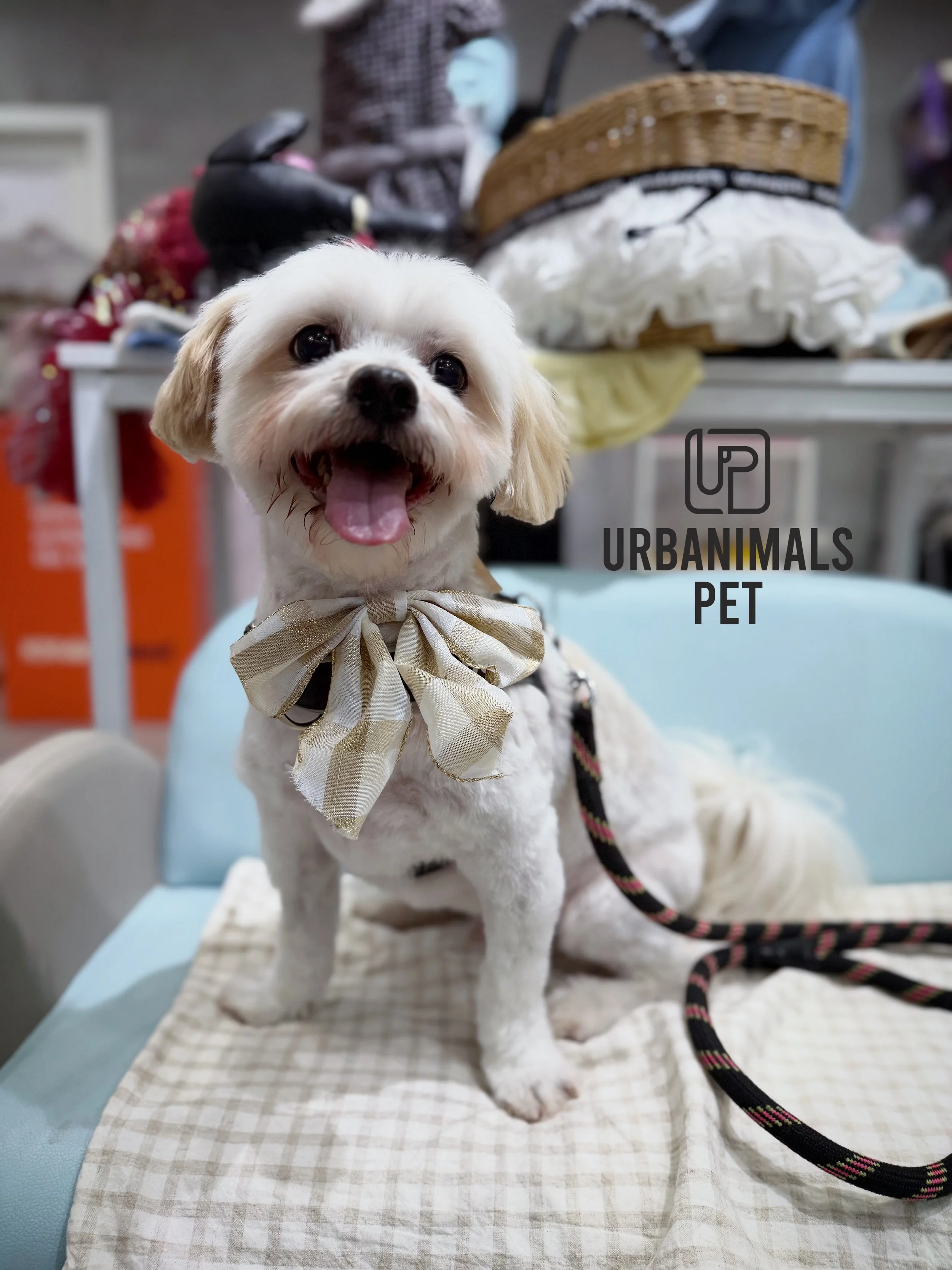 Cooper arrived serving ✨scruffy chic✨... and left looking like he pays taxes and has a skincare routine. 😭🤌

The glow up?? Actually illegal!!! 10/10 would boop before AND after. 🥹🐾❤️

#urbanimalspet #doggrooming #furbaby #dogsofzetland #dogsofins