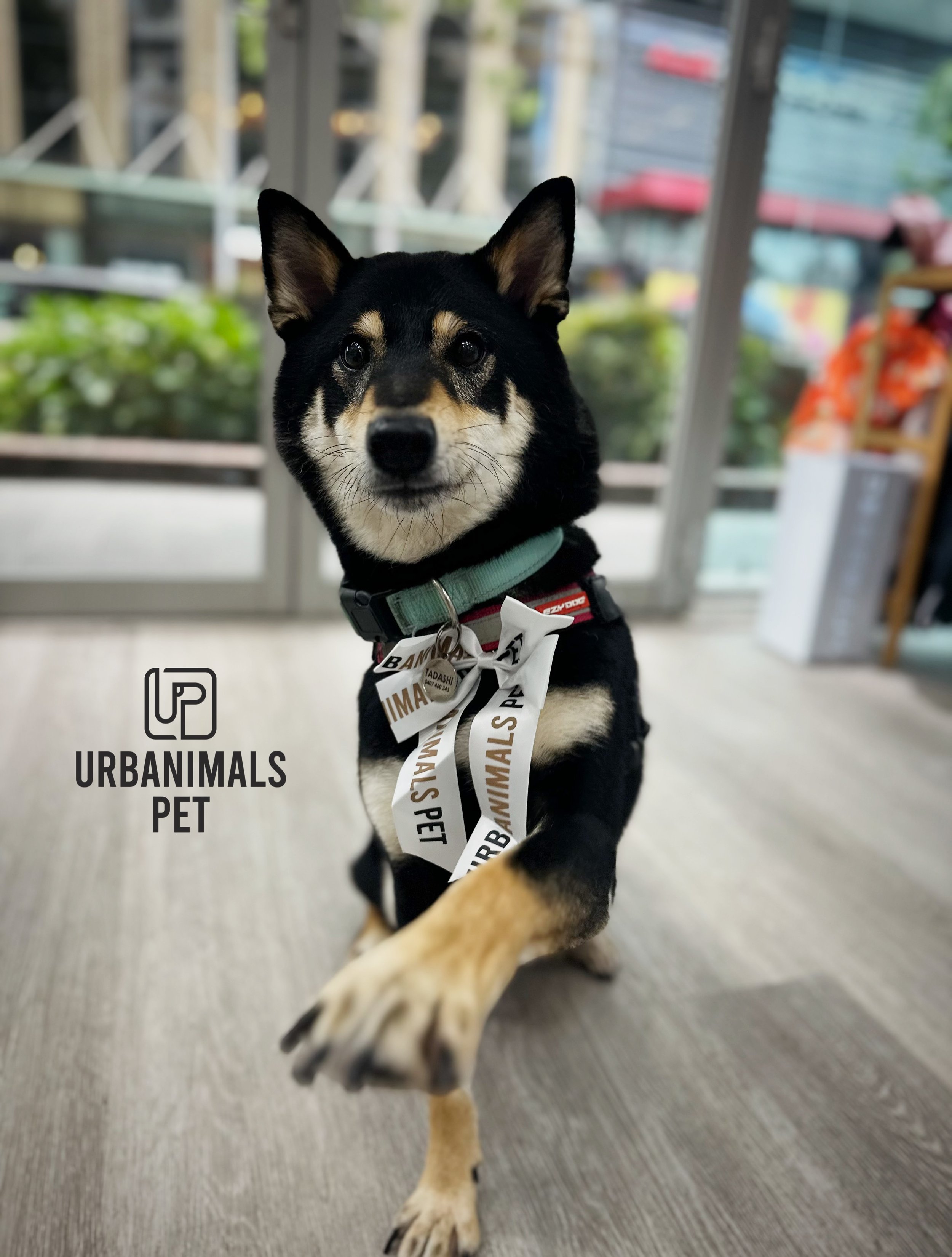 Fresh trims, fluffy faces, and a camera roll full of dogs who clearly know they&rsquo;re looking good. 🤍
Safe to say the post-groom confidence is unmatched. Which one&rsquo;s your favourite? 🐶😍🐾

#urbanimalspet #doggrooming #furbaby #dogsofzetlan