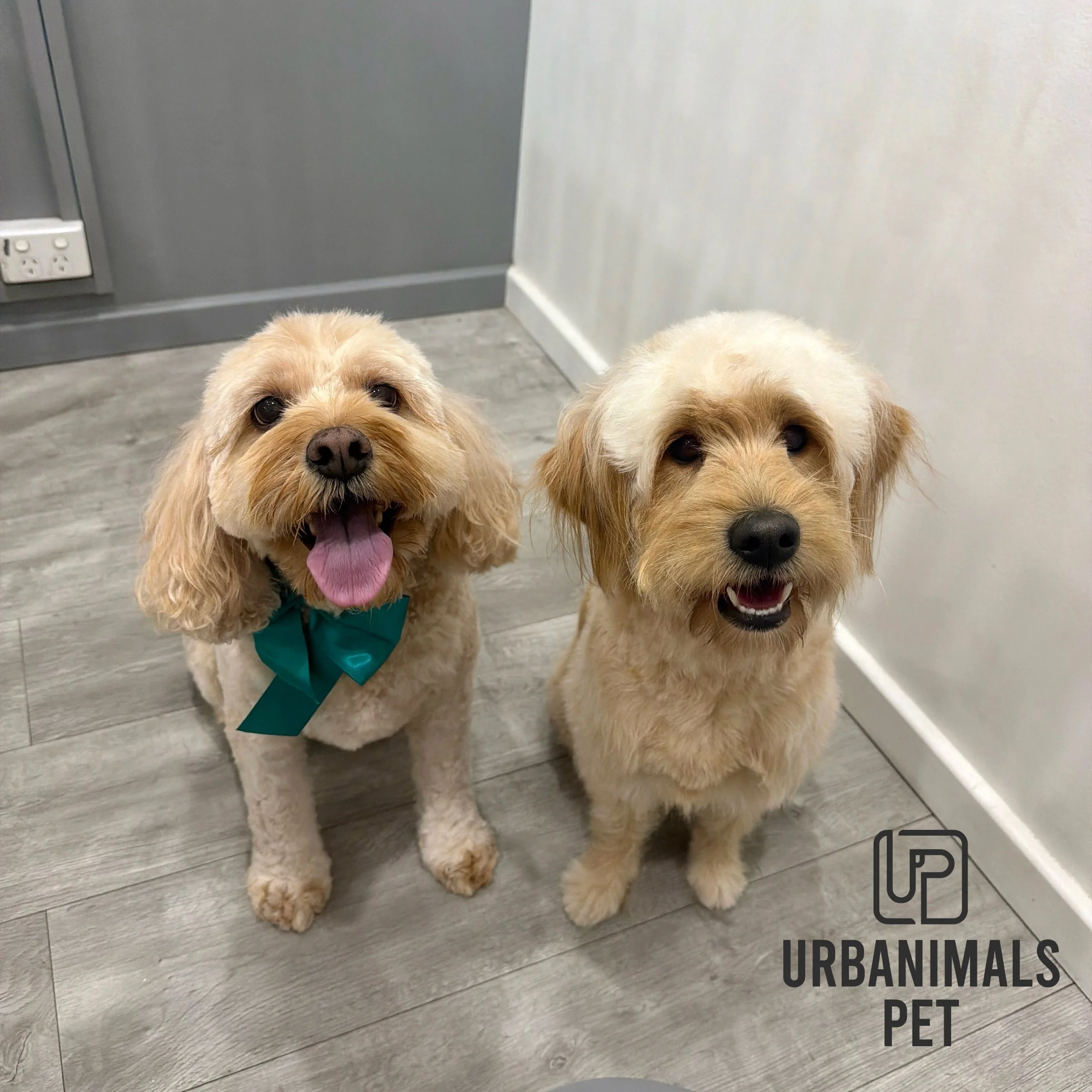 Double Trouble! Brother and sister Charlie and Maisy looking very pleased with themselves after their full groom glow up! 🫢🐾🕺
#urbanimalspetwahroonga #urbanimalspet #minigroodle #cavoodle #glowup