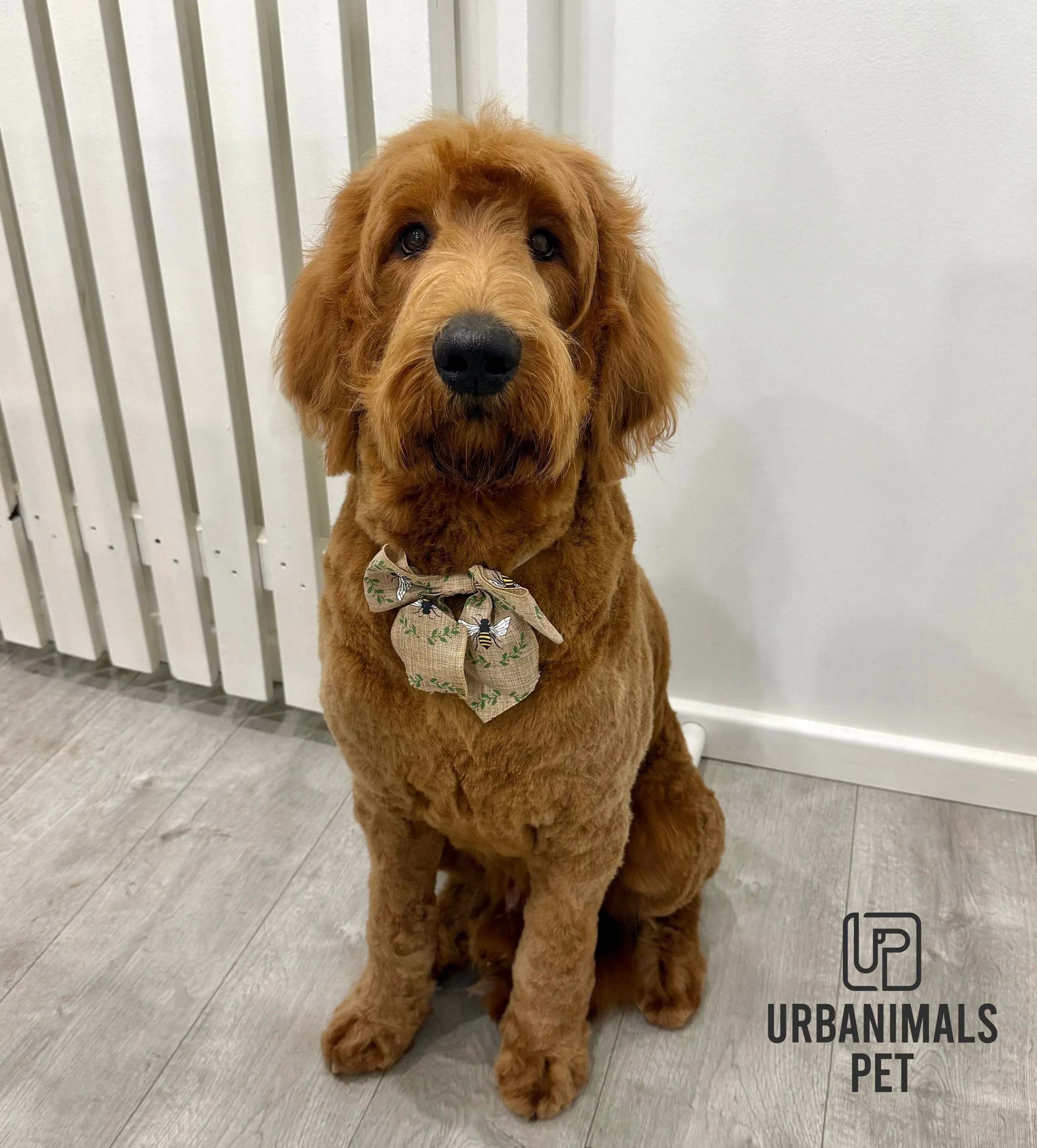 Meet Big Ralph the Cobberdog! This handsome boy came in for his very first full groom with us and was an absolute superstar from start to finish. Safe to say he nailed it! 🫢&hearts;️🐾
#urbanimalspetwahroonga #urbanimalspet #cobberdog #cobberdogsofi