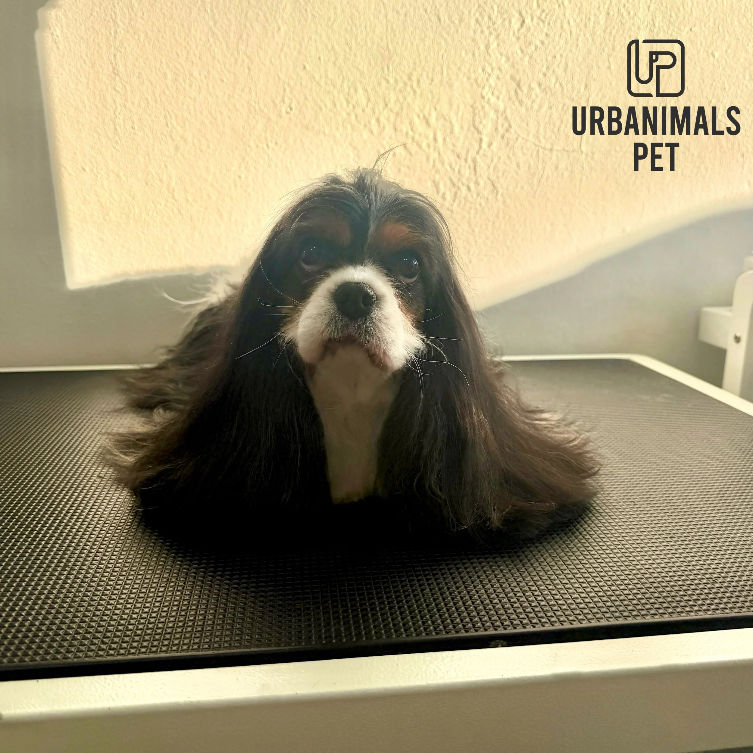 Did somebody say Golden Hour?! Gorgeous girl McKenzie soaking up the sunshine mid-groom and absolutely glowing! 🫢☀️🤩🐾
#urbanimalspetwahroonga #urbanimalspet #cavalierkingcharles #ckcs #goldenhour