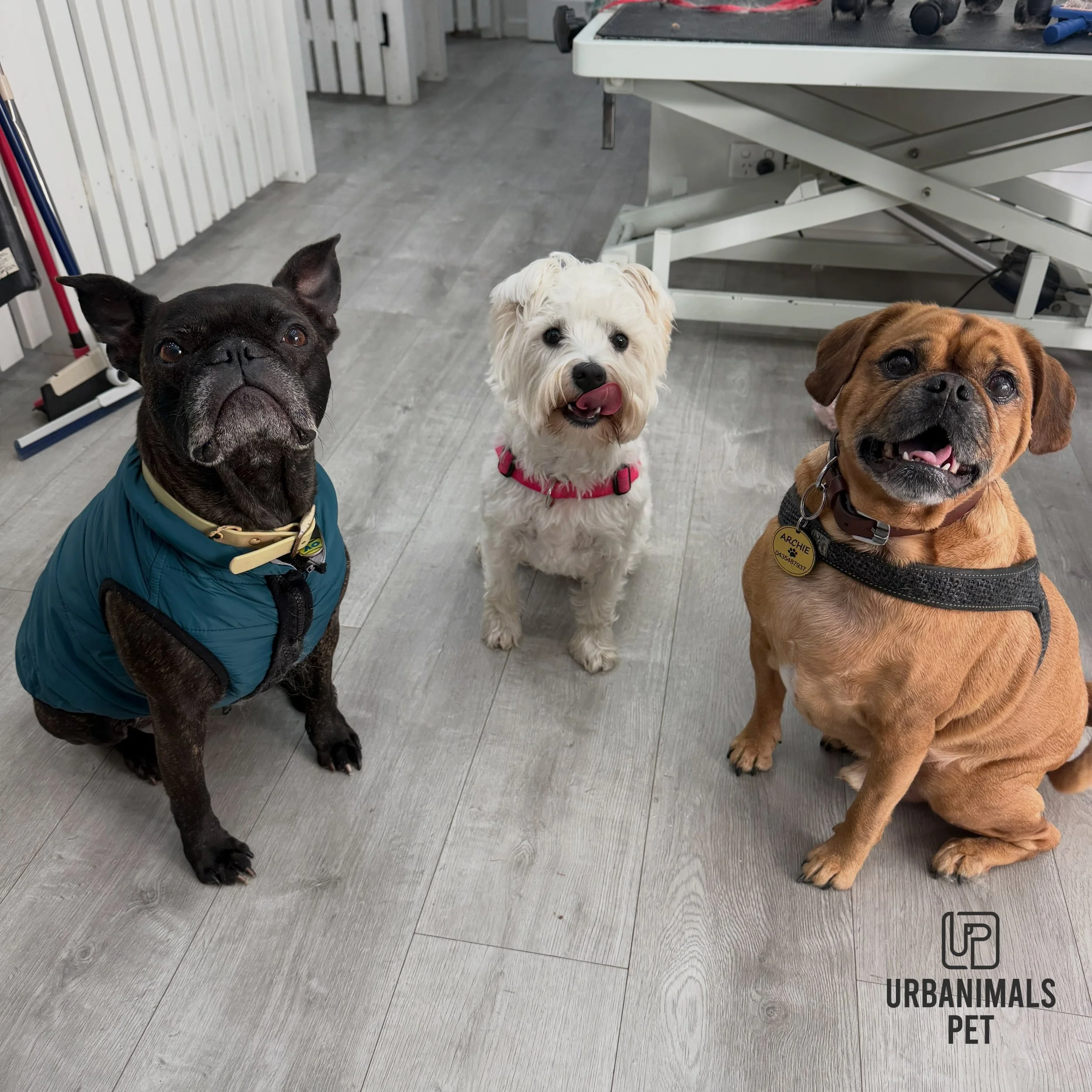 Friday&rsquo;s Daycare Trio! Alfie, Clover and Archie putting their best listening ears on for a yummy treat! 🫢🐾❣️
#doggydaycare #frenchie #westhighlandterrier #doggdaycaresydney