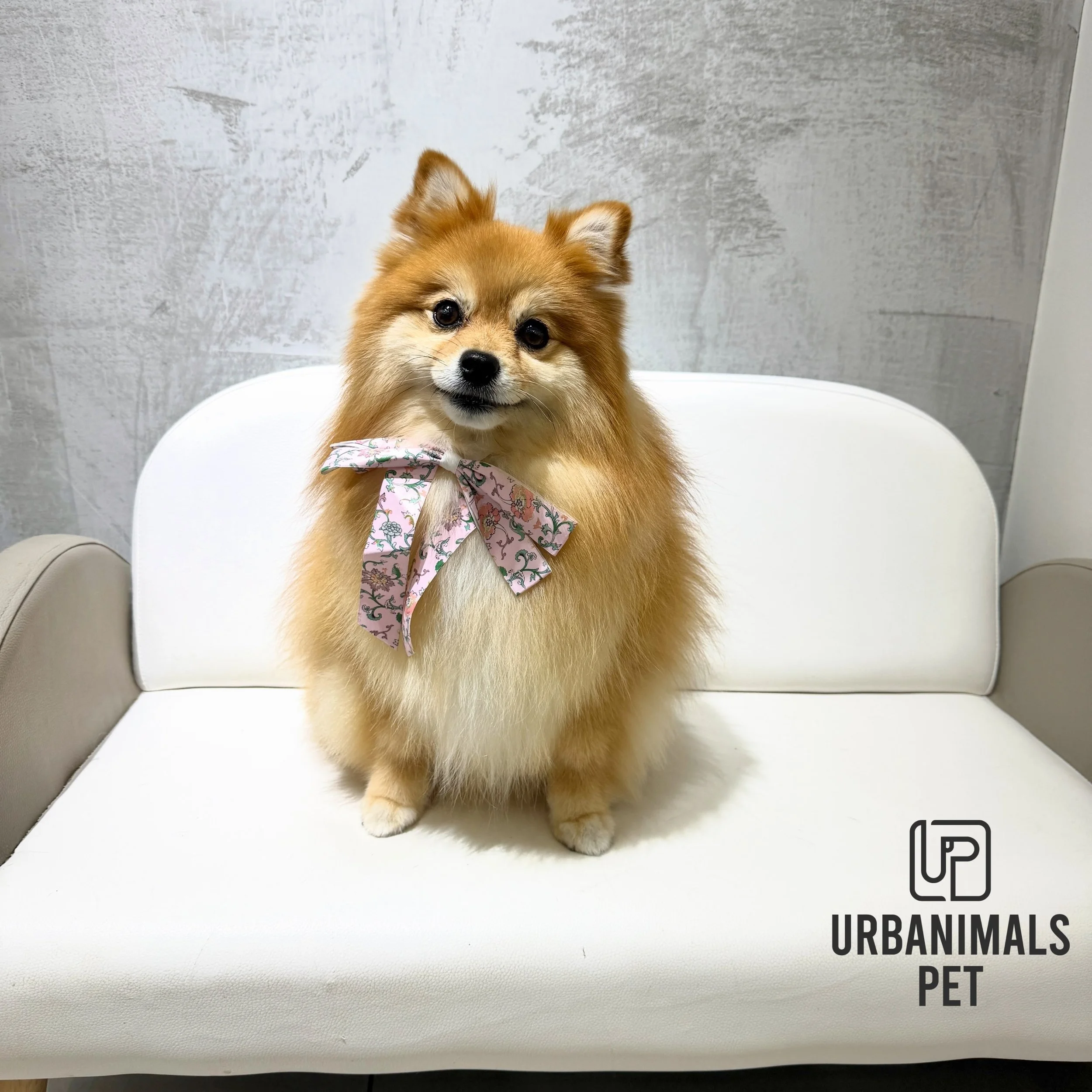 Pretty Girl, Little PinPin is all floofed up and feeling lighter after her de-shed and tidy up! 🤭🐾
#urbanimalspetwahroonga #urbanimalspet #pomeranian #pomeraniandogs #wahroonga