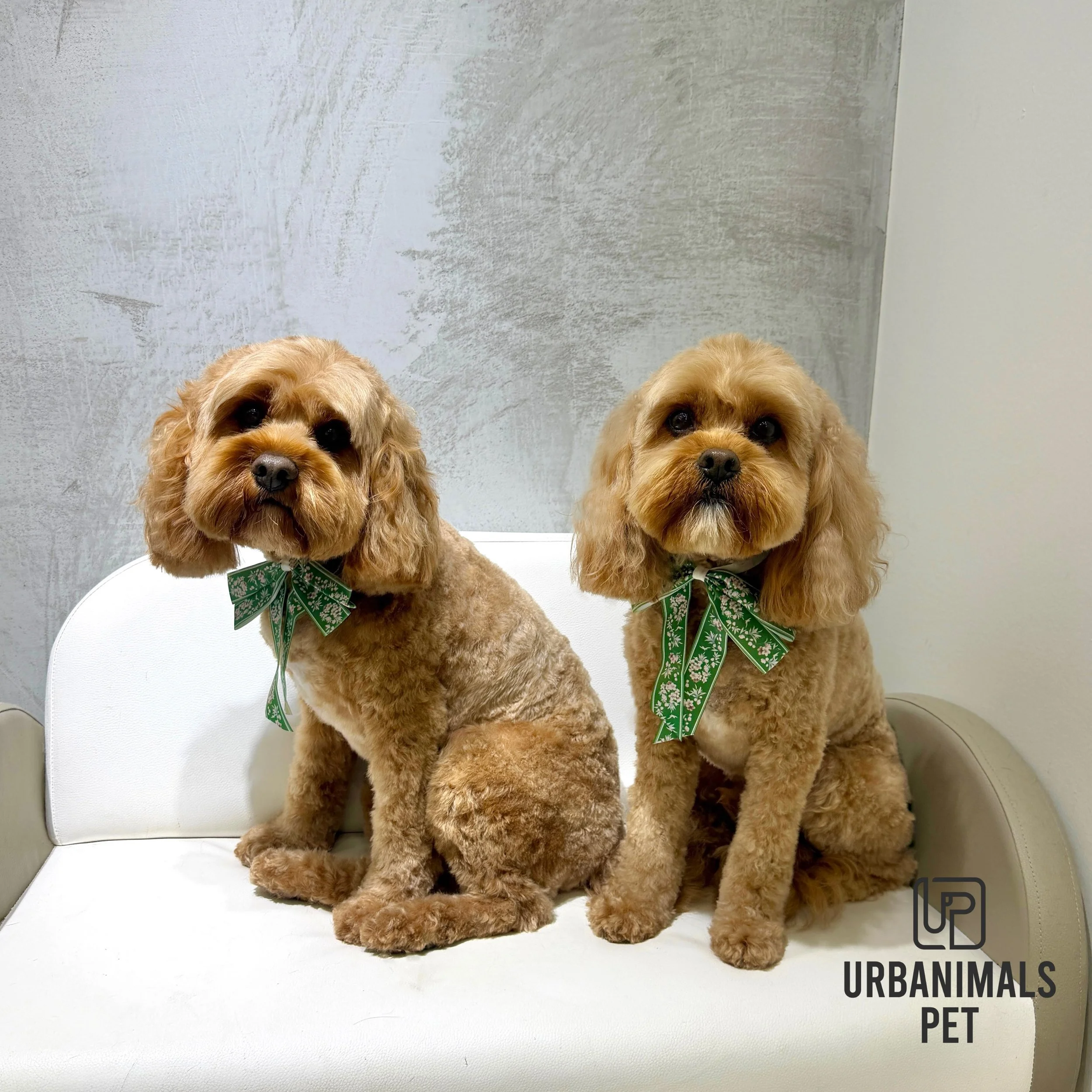 The boys Noah and Murphy are back from their holiday and were very much in need of a full groom and spruce up! They left looking and feeling clean, fresh and very handsome! 🫢🐾&hearts;️
#urbanimalspetwahroonga #urbanimalspet #cavoodle #cavoodlesofin