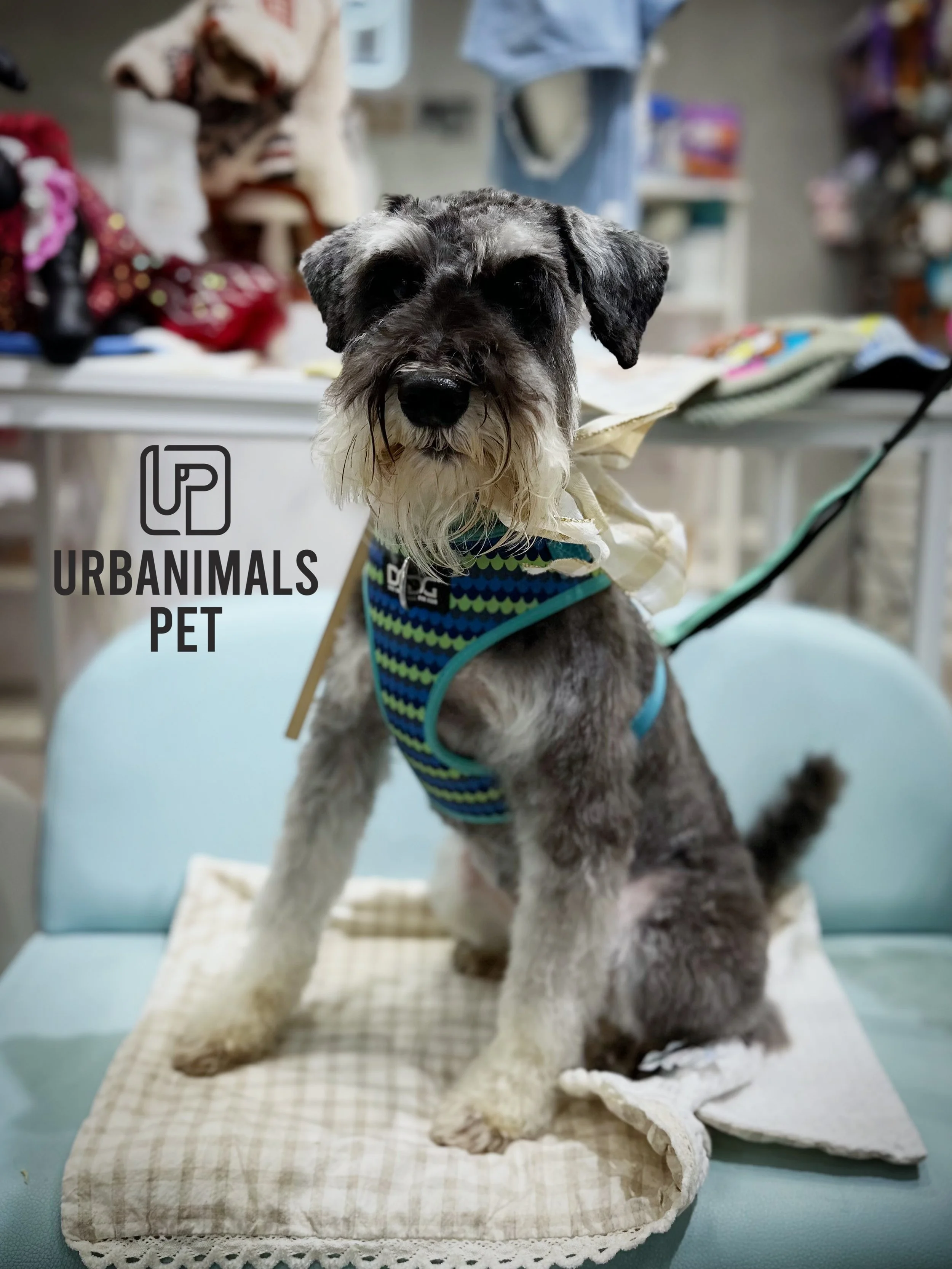 We can&rsquo;t help but take a few photos after a good pamper&hellip; especially when they&rsquo;re looking this cute. 🥹✨

A little glimpse of some of our gorgeous daycare &amp; grooming guests doing what they do best: looking fabulous and stealing 