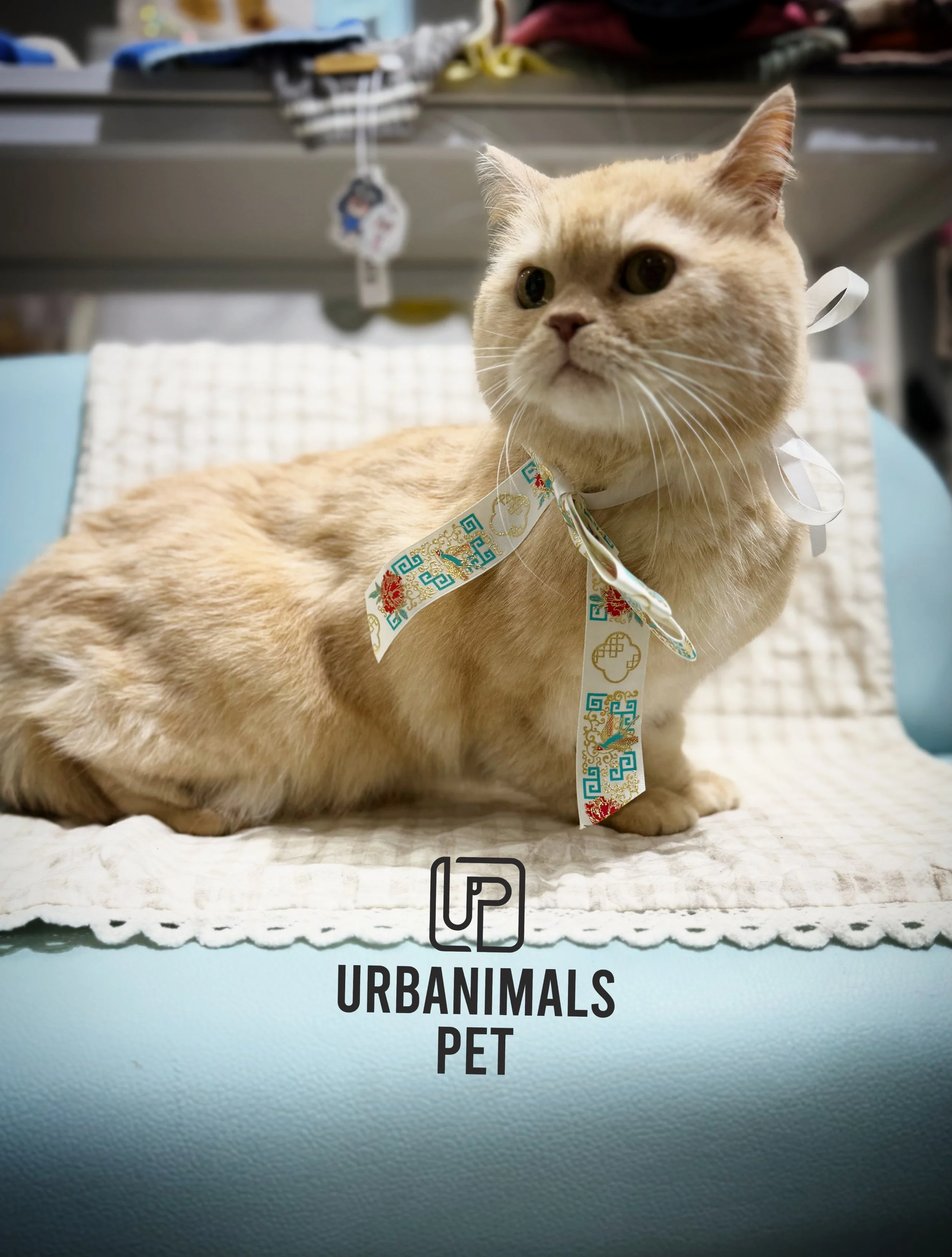 Fresh groom, fresh energy ✨
Serving clean cuts, glossy coats &amp; main character energy only 🐾 

#urbanimalspet #doggrooming #furbaby #dogsofzetland #dogsofinstagram