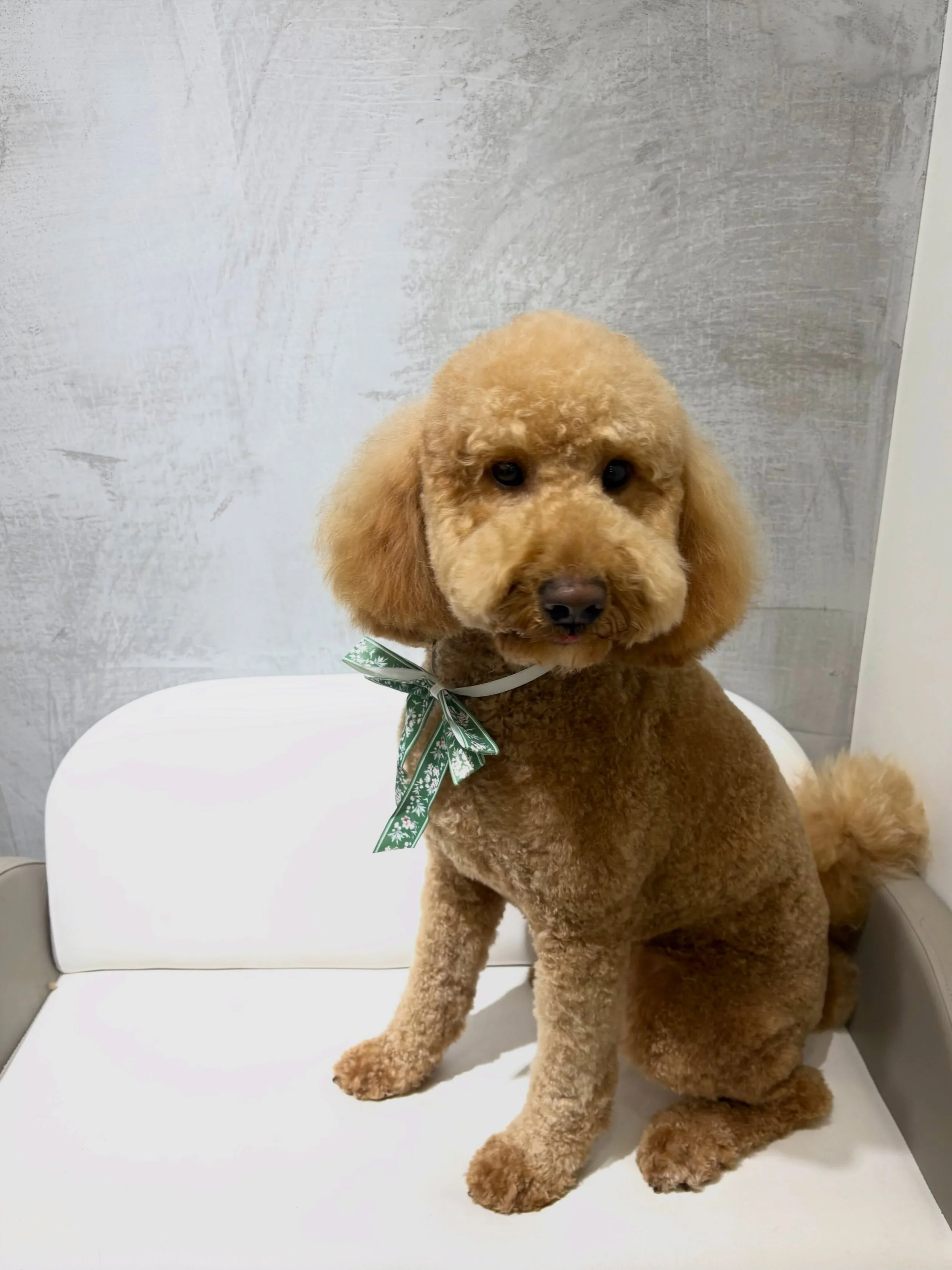 ✨ Meet Rafa! 🐶🤎

Our newest little guest came in for his very first Full Groom with us! ✂️🛁

Just look at this fluffy transformation &mdash; handsome, fresh and oh-so-cute! 🥹✨

Welcome to the Urbanimals family, Rafa! We can&rsquo;t wait to see yo