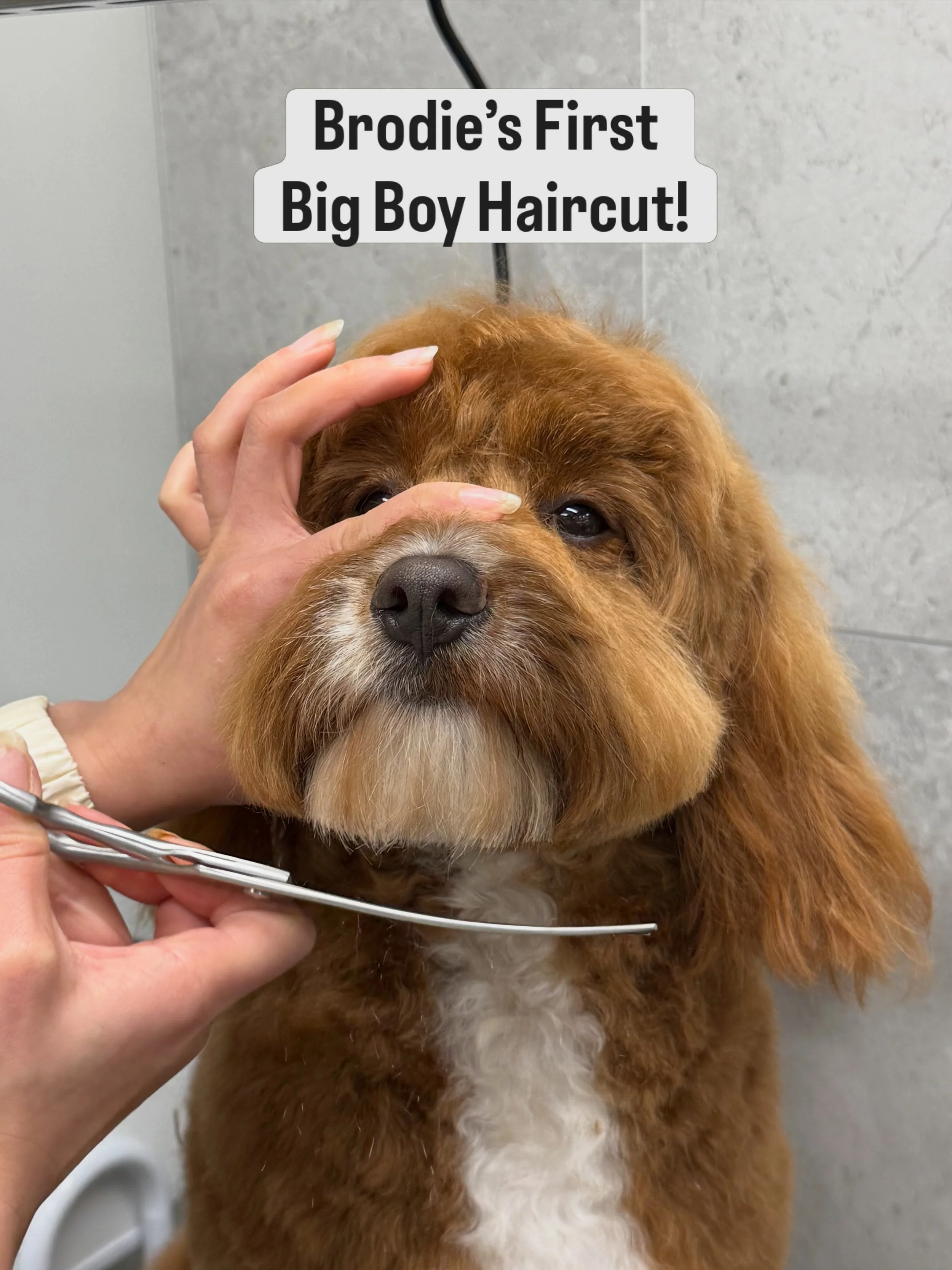 Brodie&rsquo;s first big boy haircut!

That fluffy finish starts long before the grooming appointment. Brodie&rsquo;s family has done an amazing job brushing him daily at home, keeping his coat knot-free and in beautiful condition &mdash; which means