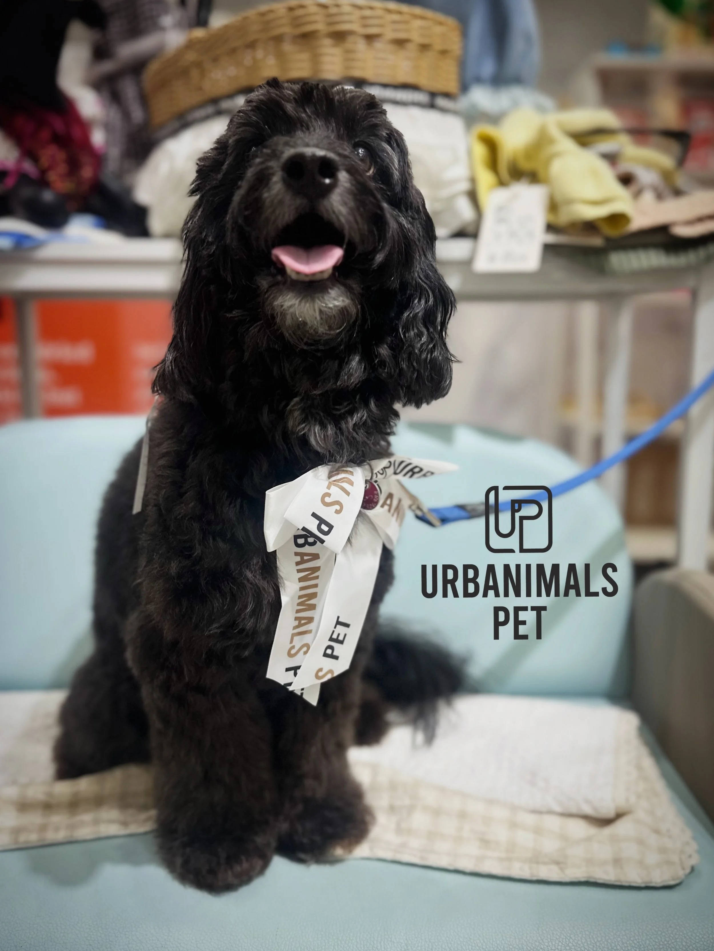 Post-groom glow goes CRAZY ✨🐾
Fresh, fluffy, sleek and fully aware they&rsquo;re the moment. 😌✂️🪮🐶

Swipe through the lineup 📸🐶

#urbanimalspet #doggrooming #furbaby #dogsofzetland #dogsofinstagram