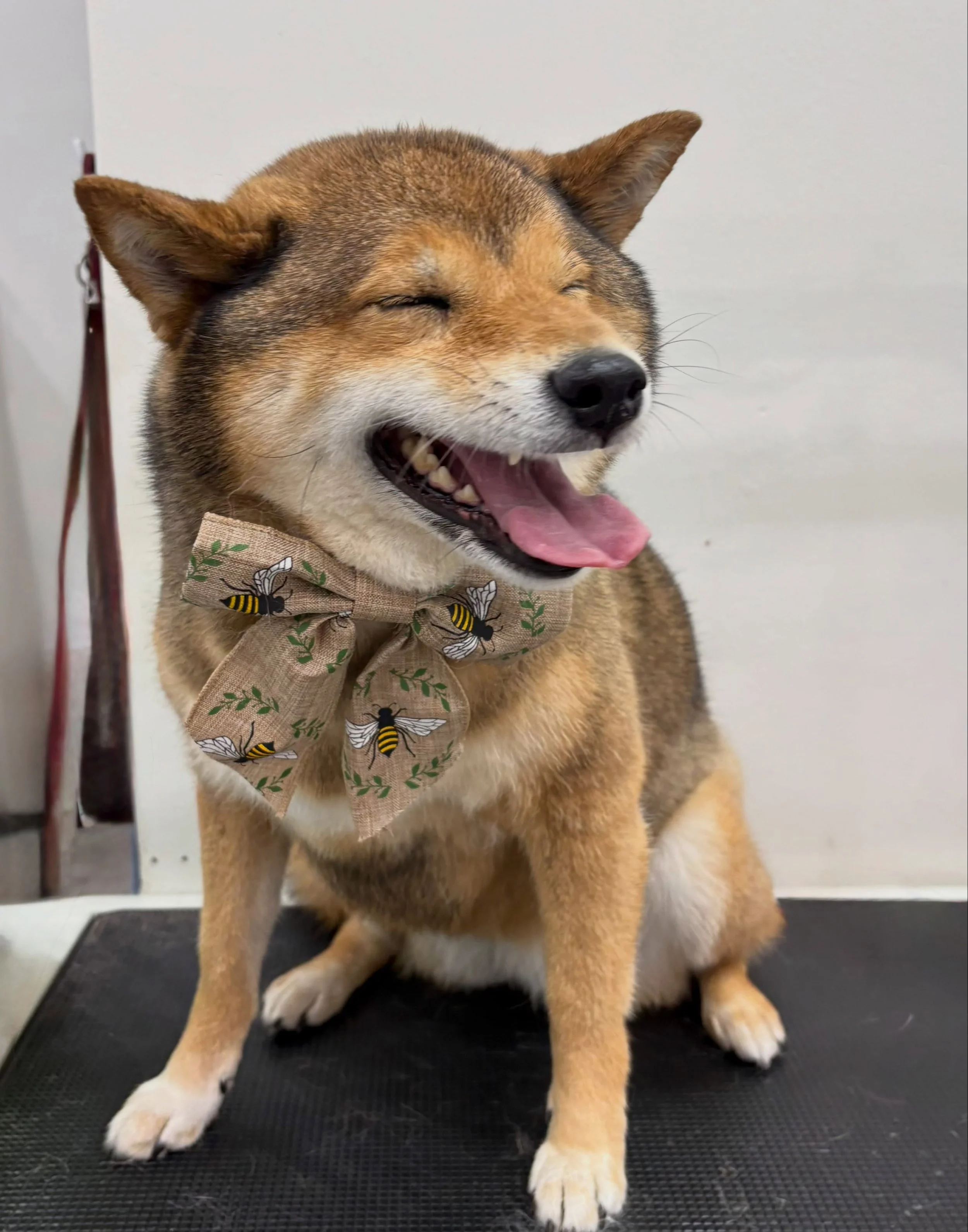 Tiny Sesame Girl 🐕🤎

Meet Osaka 🥰
A tiny Shiba girl with the cutest sesame coat and the sweetest little face! ✨

Small in size, but absolutely overflowing with personality. 🐾
Our little Osaka stole everyone&rsquo;s heart today! 🤎

#Osaka #ShibaI