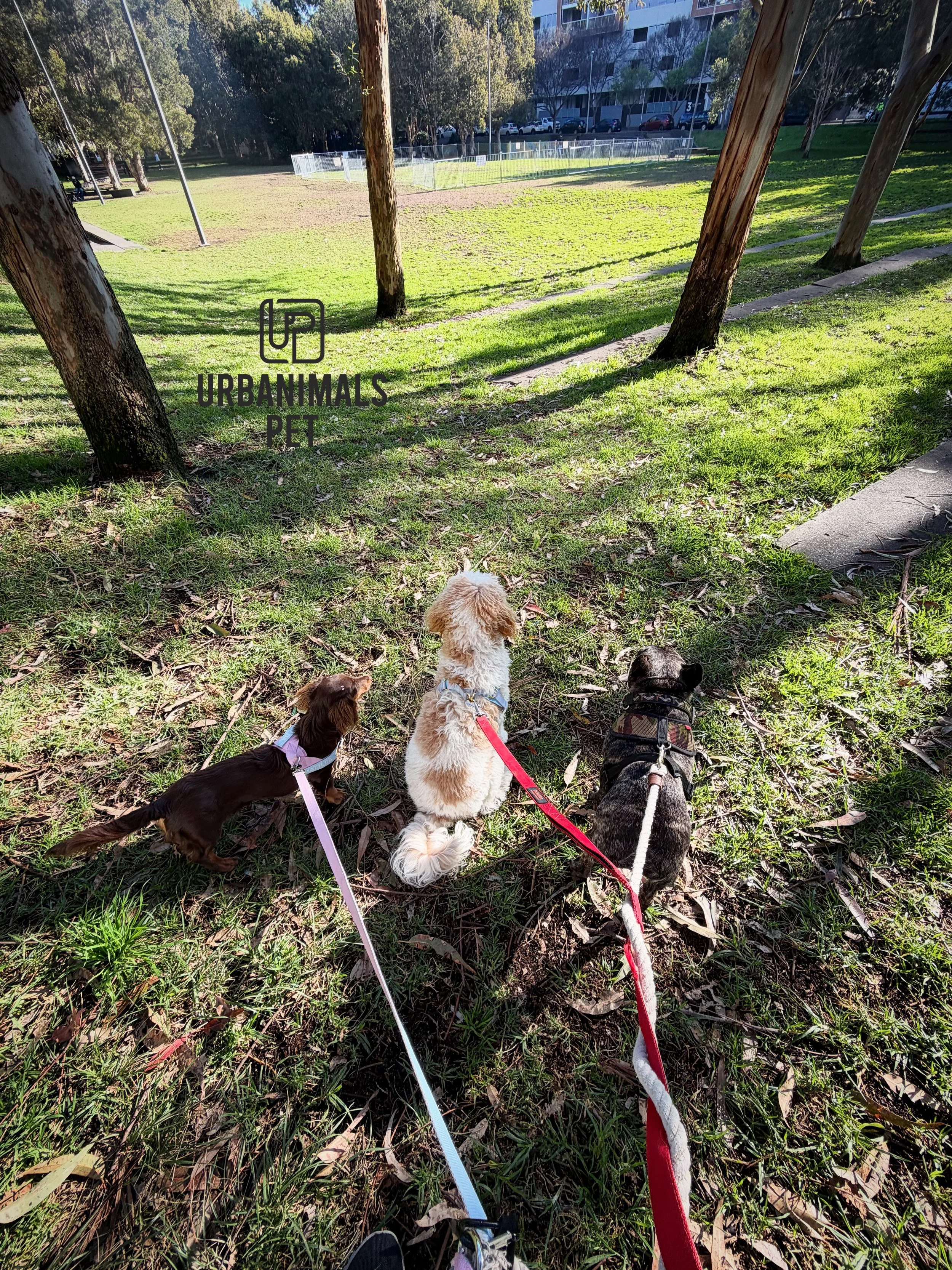 A little dose of happiness from our doggy day-care dogs this week! 🐶💕✨ So many wagging tails, playful moments and happy faces 🐾🥹 We wouldn&rsquo;t have it any other way!

#urbanimalspet #doggydaycare #furbaby #dogsofzetland #dogsofinstagram