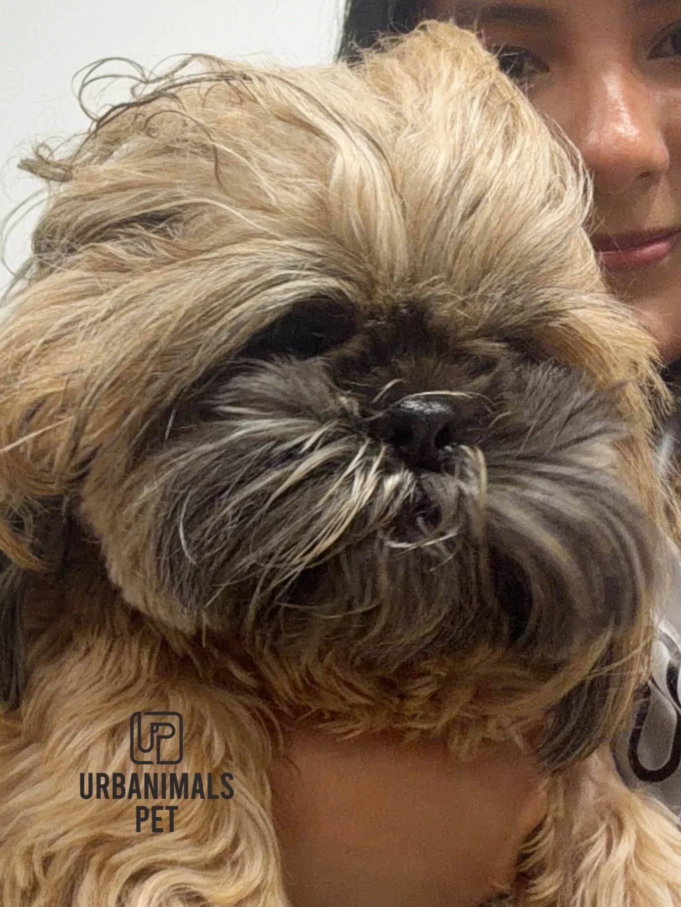 @senor.carlos_thenewtzu came in for daycare + his monthly pamper groom looking like CHEWBACCA 😭🧌
&hellip;and left serving the cutest 90s aesthetic 🎀🤎

The double-row ponytails???
The little face reveal???
THE TRANSFORMATION???

From full fluff mo