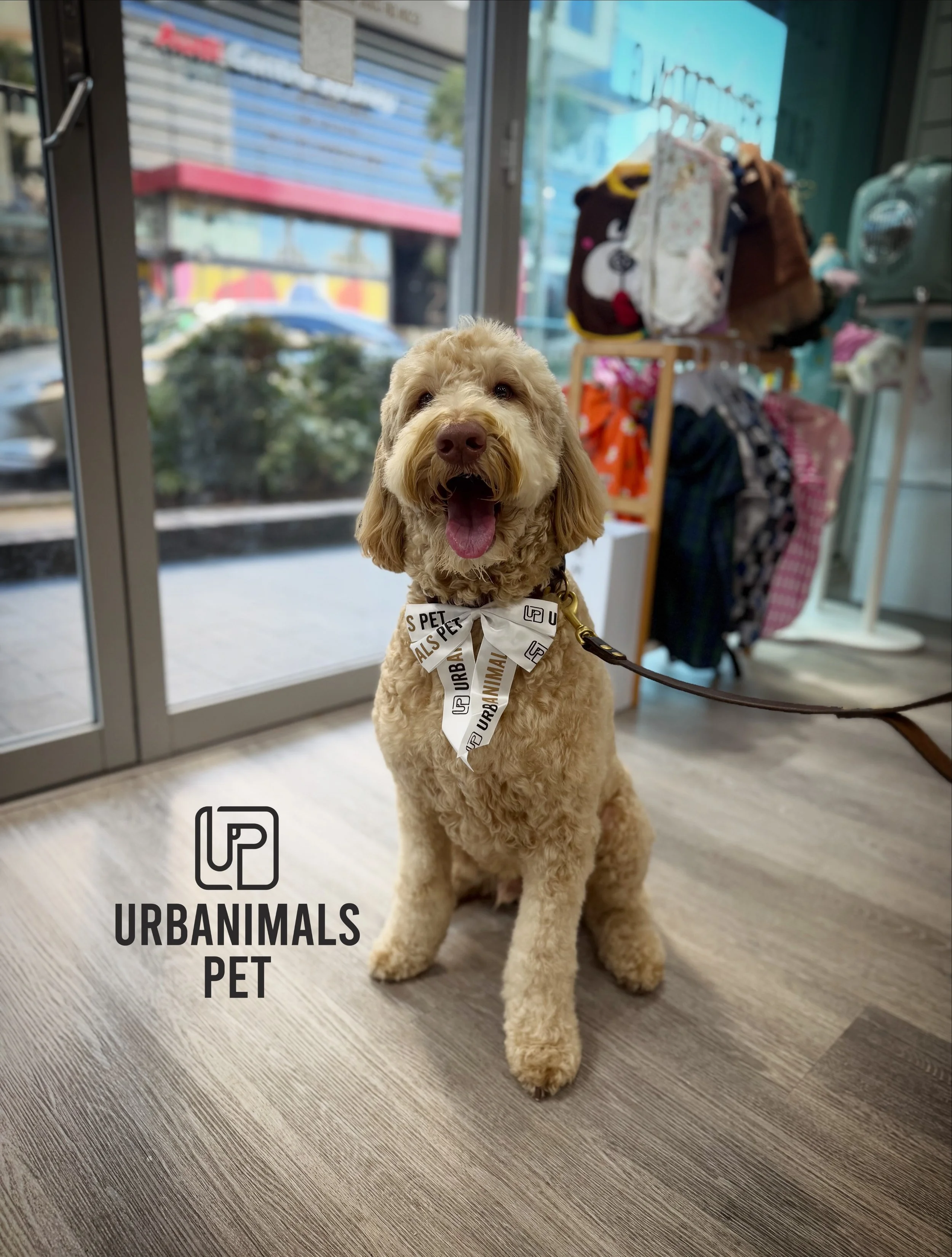Our puppies after a fresh groom always know how to make an entrance. ✨🐾
Polished, pampered &amp; effortlessly stealing the spotlight 😍🐶

#urbanimalspet #doggrooming #furbaby #dogsofzetland #dogsofinstagram