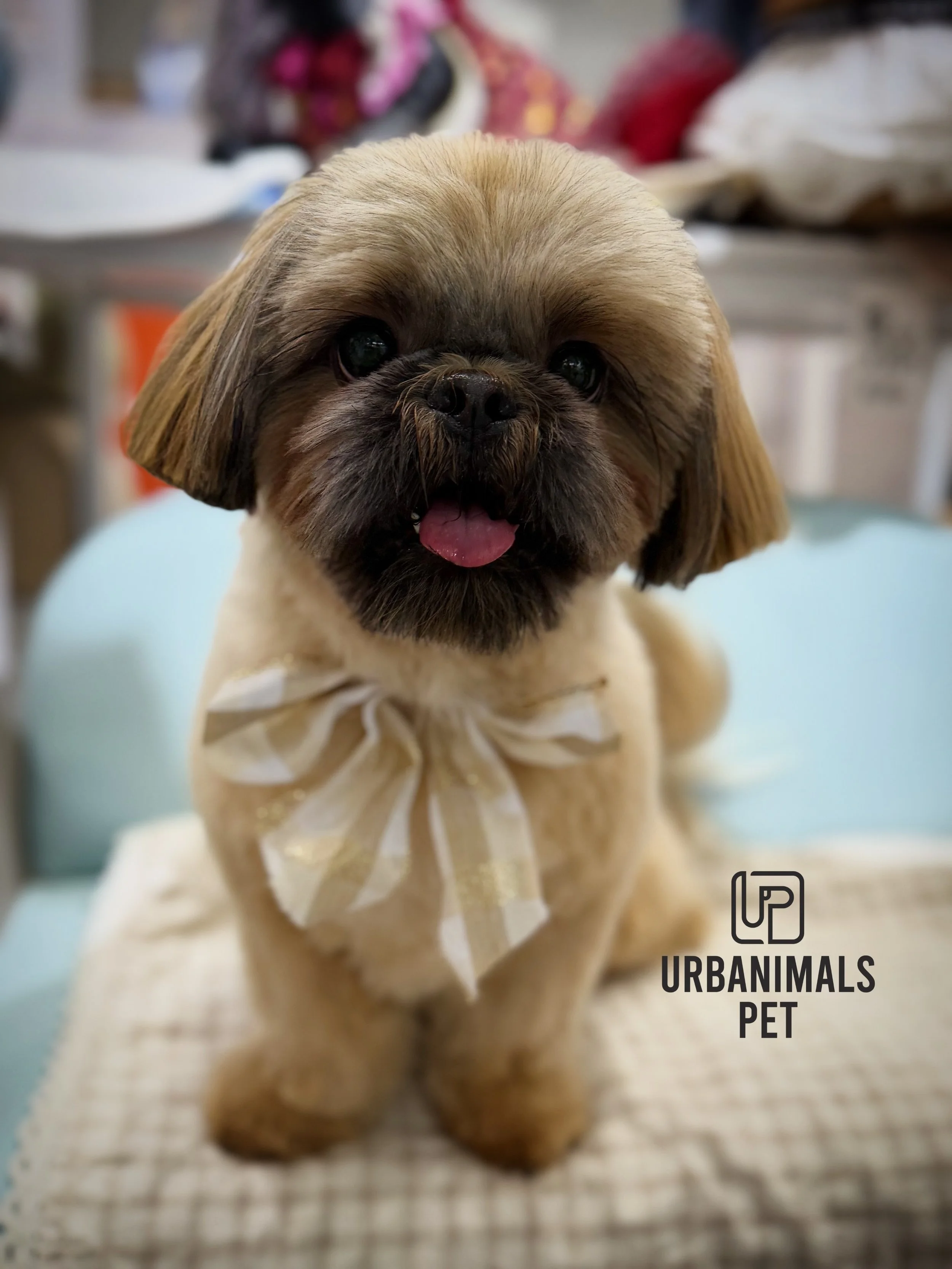 There&rsquo;s just something about that freshly groomed feeling, and these cuties are wearing it well 🐶🤎✂️🪮

Swipe for the afters 😍

#urbanimalspet #doggrooming #furbaby #dogsofzetland #dogsofinstagram
