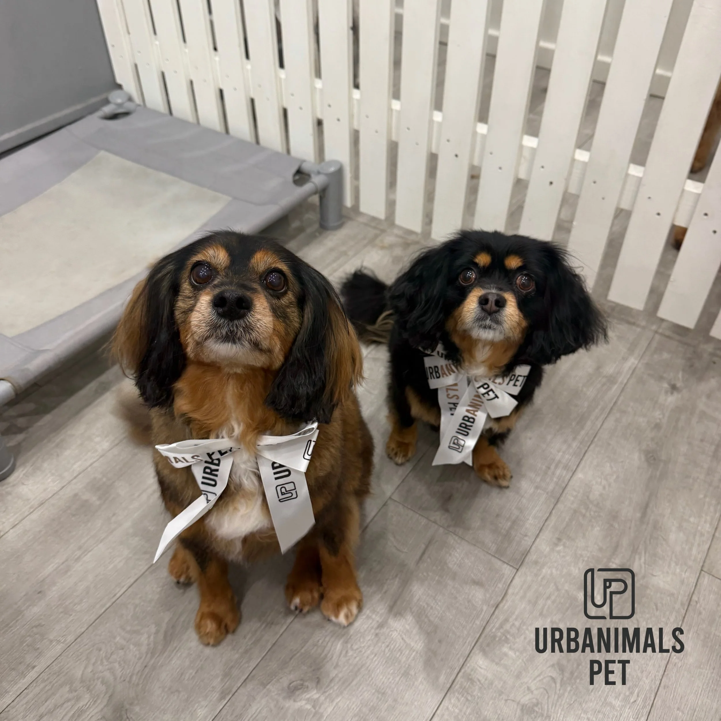 The Girls, Stella and Mabel looking mighty fine after their wash and tidy groom! 🙊🐾
#urbanimalspetwahroonga #urbanimalspet #ckcs