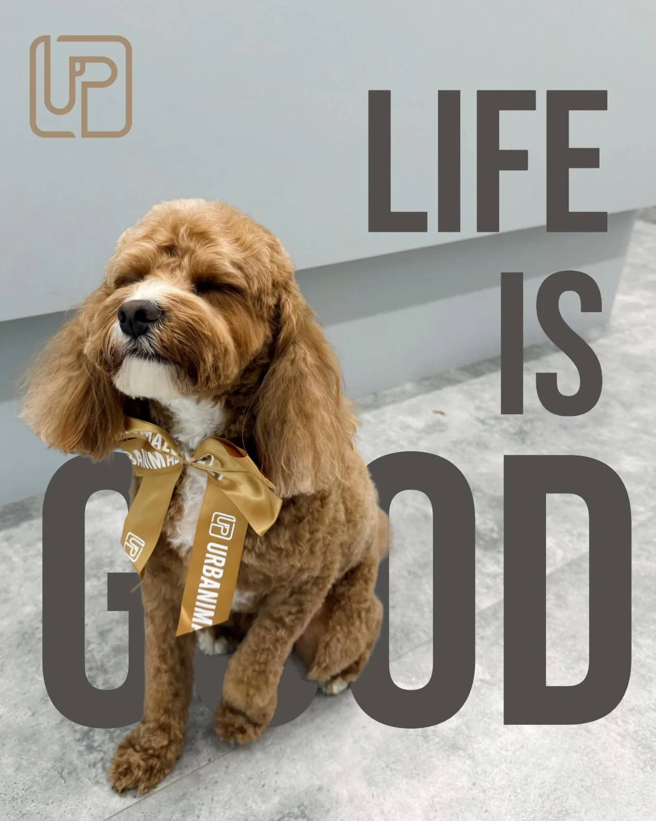 Life is good, especially after a fresh groom. 😌🤎

Dash looking very pleased with himself after his full groom with us. ✂️✨ Fresh, fluffy and ready for the weekend.

📍 Urbanimals Pet North Sydney
📞 Book your pup&rsquo;s next groom with us 🐾 #urba