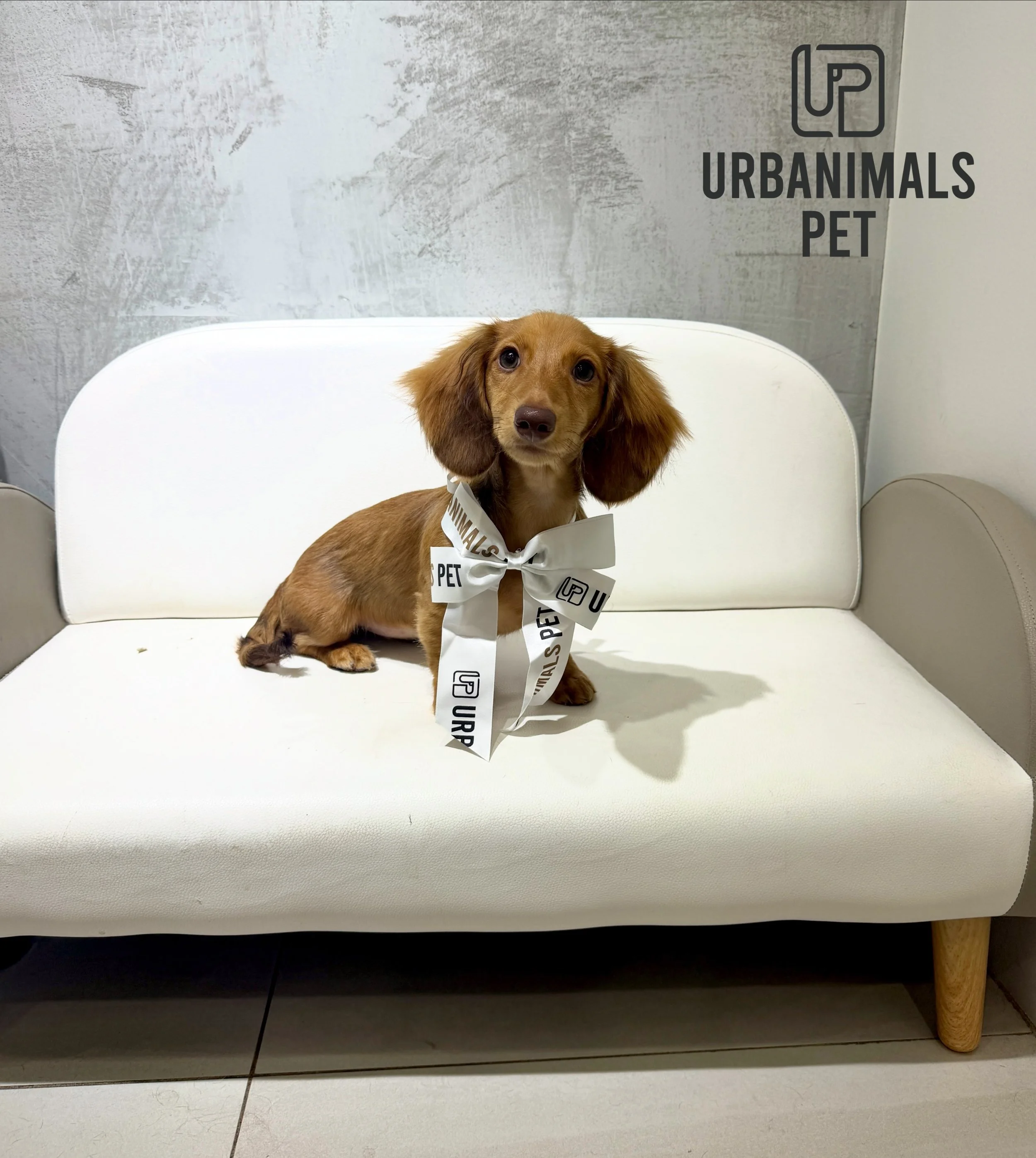 Sweet little Makhani the Long Hair Dachshund pup visited us for her very first wash and tidy! She was such a brave girl! 🥹💕
#urbanimalspetwahroonga #urbanimalspet #longhaireddachshund #firstgroom