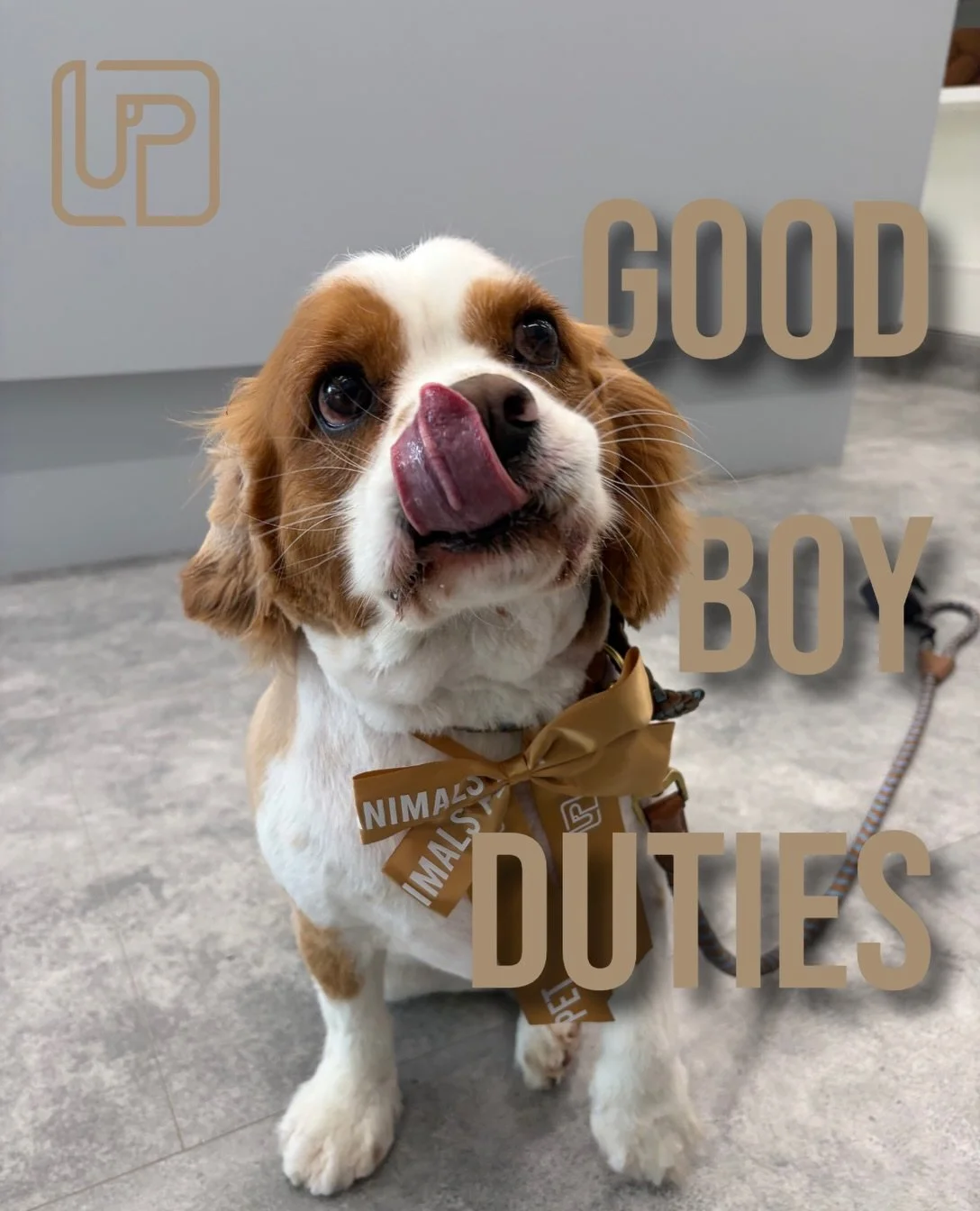 Leo came for the fresh look and stayed for the snacks. ✂️🦴

A handsome gentleman always expects to be paid for his cooperation. #urbanimalspet