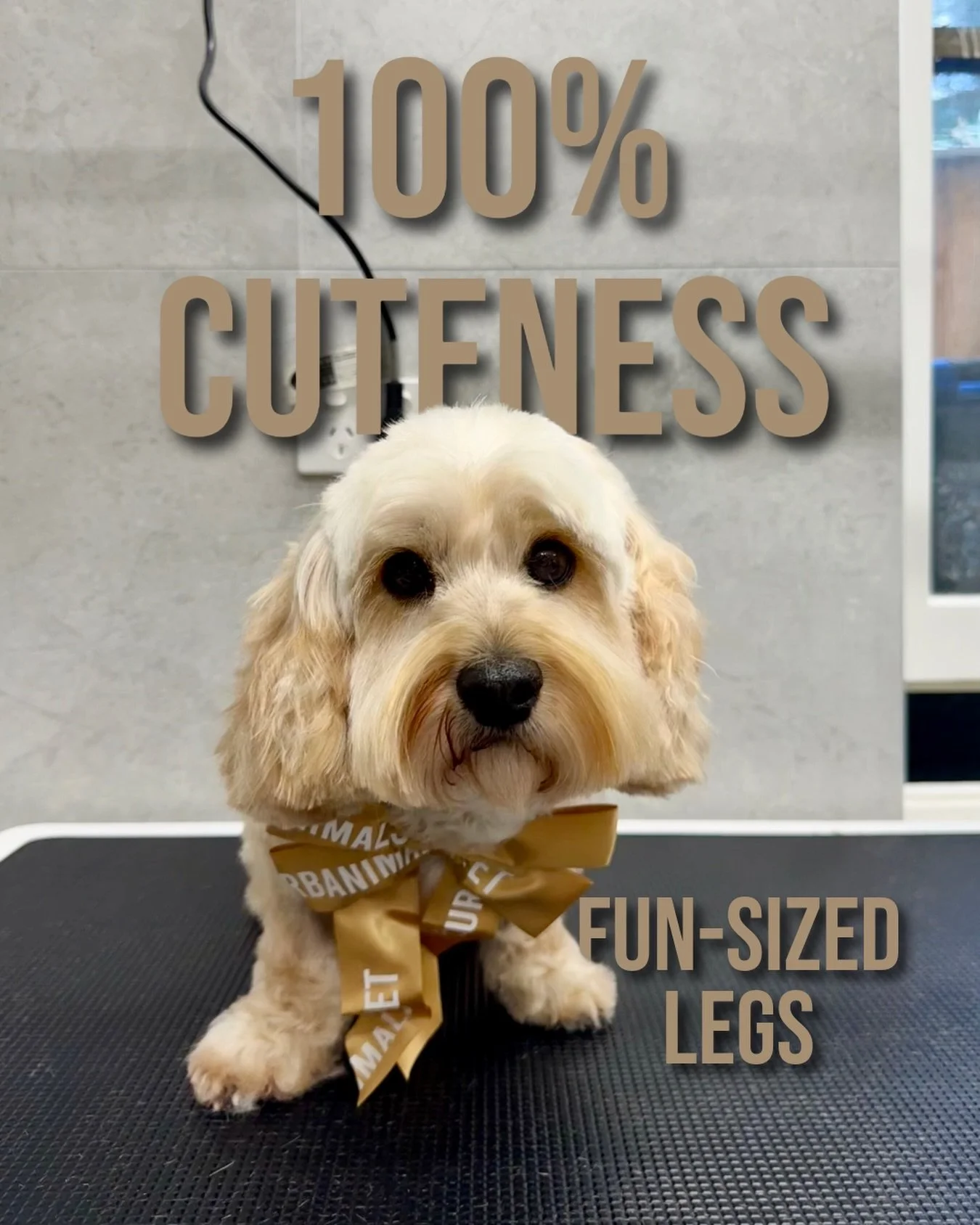 Doogie may be a little short on legs, but he&rsquo;s certainly not short on cuteness. 🤎

This sweet rescue boy enjoyed a Wash &amp; Tidy, finished with a little face and ear tidy&mdash;and now he&rsquo;s looking extra handsome in his Urbanimals Pet 