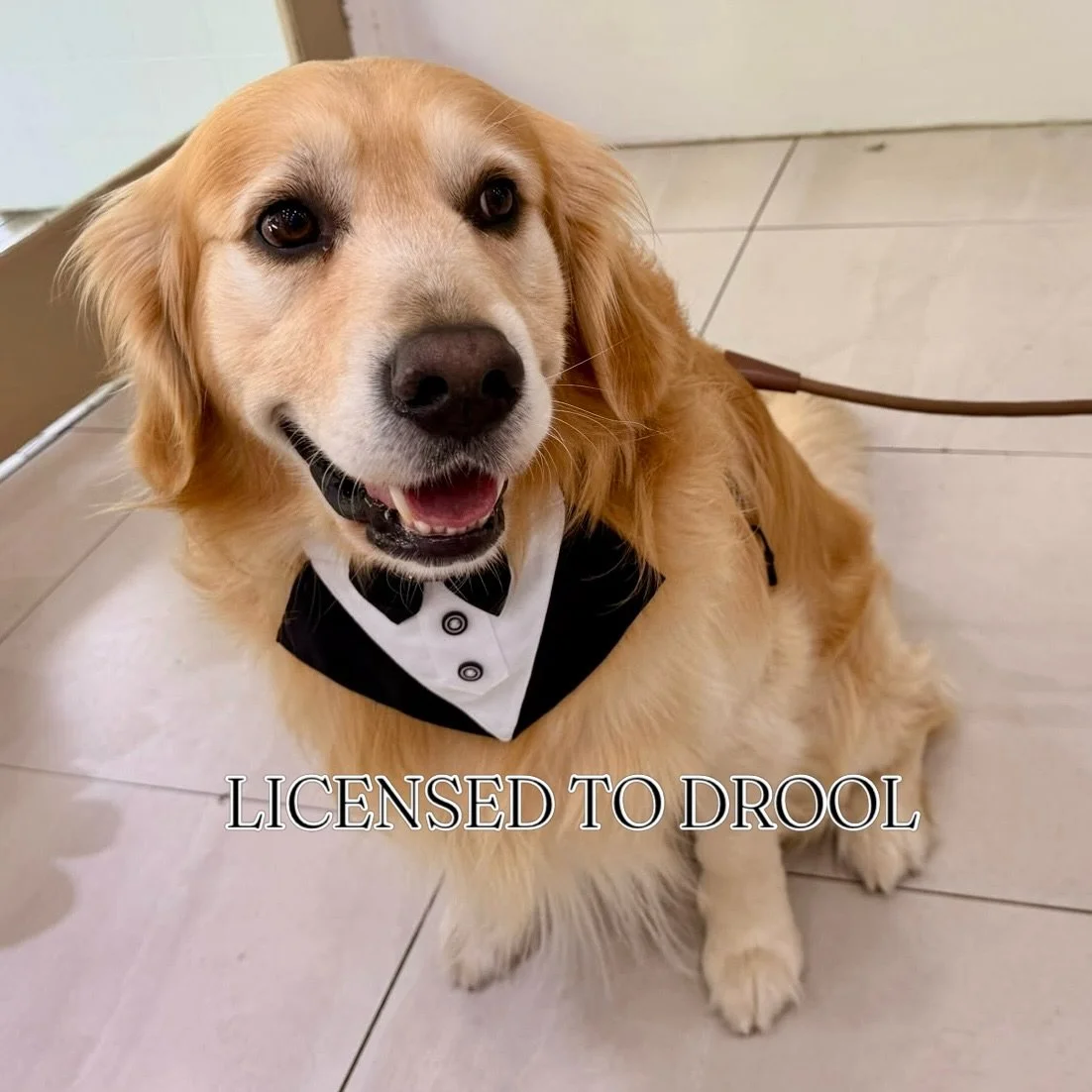 Black tie. Golden charm. Absolutely no intention of paying the bill.

Serving looks at Urbanimals Pet Wahroonga&hellip; then politely declining further paparazzi requests. Swipe for the official statement.

#UrbanimalsPet #Wahroonga