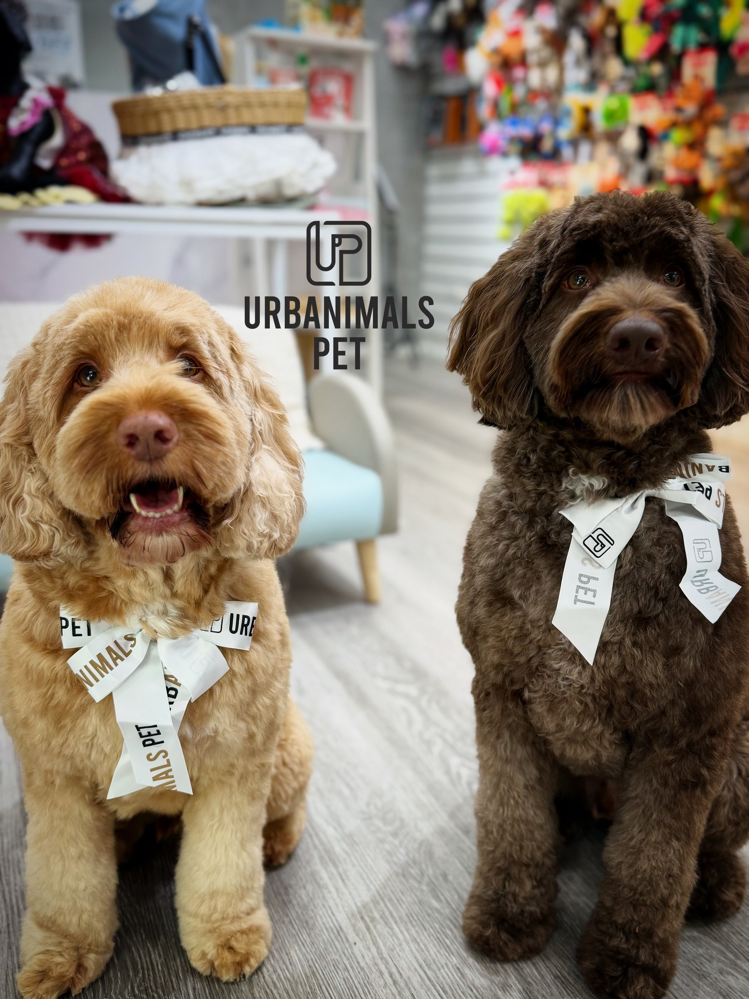 Some very cute post groom faces 🤎🐾
Looking rather dapper, if we do say so ourselves 😎✂️🪮

#urbanimalspet #doggrooming #furbaby #dogsofzetland #dogsofinstagram