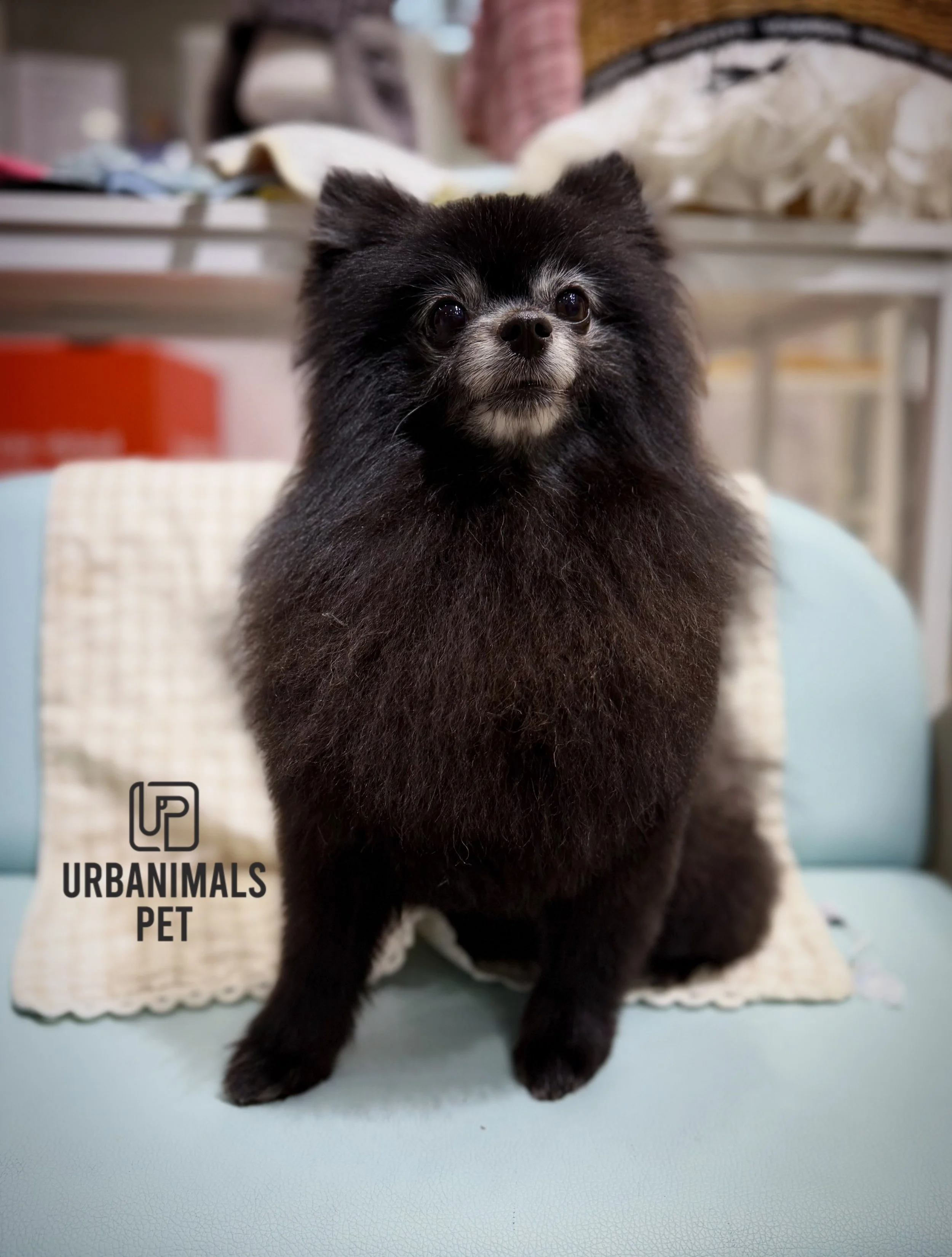 Little dogs, BIG looks 😌🪮✂️🐾

#urbanimalspet #doggrooming #furbaby #dogsofzetland #dogsofinstagram