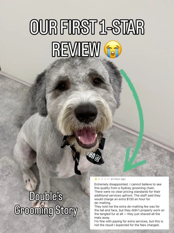 Our first 1-star review. But we don&rsquo;t regret helping Double.

Double arrived with extensive matting across his body. He needed grooming, and we&rsquo;re glad we could remove that matting and help him feel more comfortable.

We understand his ow