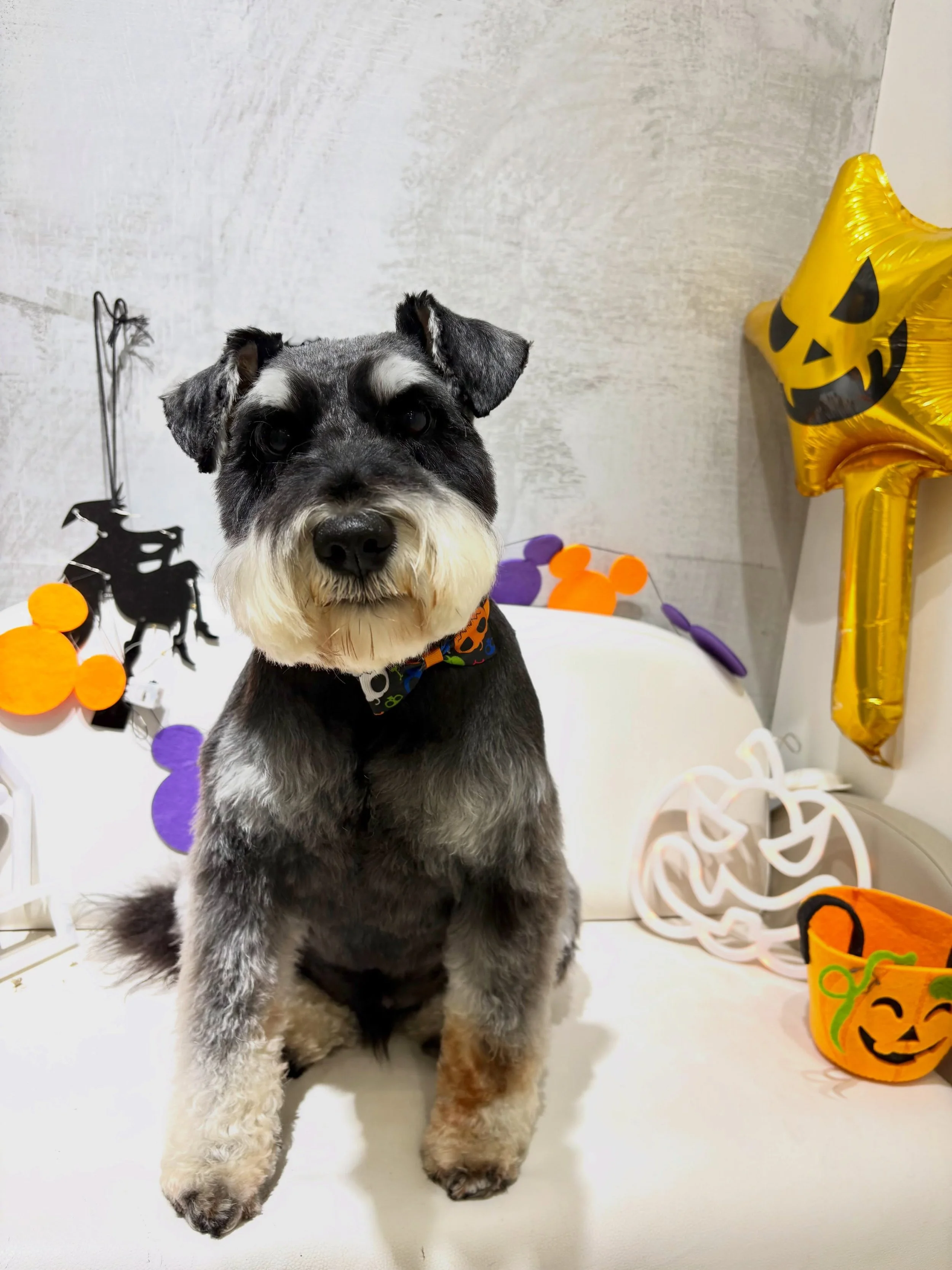 🎃👻 Spooky season, fresh groom! 🖤🐾

Meet Bingo, our adorable Schnauzer, looking extra dapper after a full groom! ✂️✨

All cleaned up, looking sharp, and ready to steal the spotlight this Halloween! 🎃🕸️ Who&rsquo;s ready for some trick-or-treatin