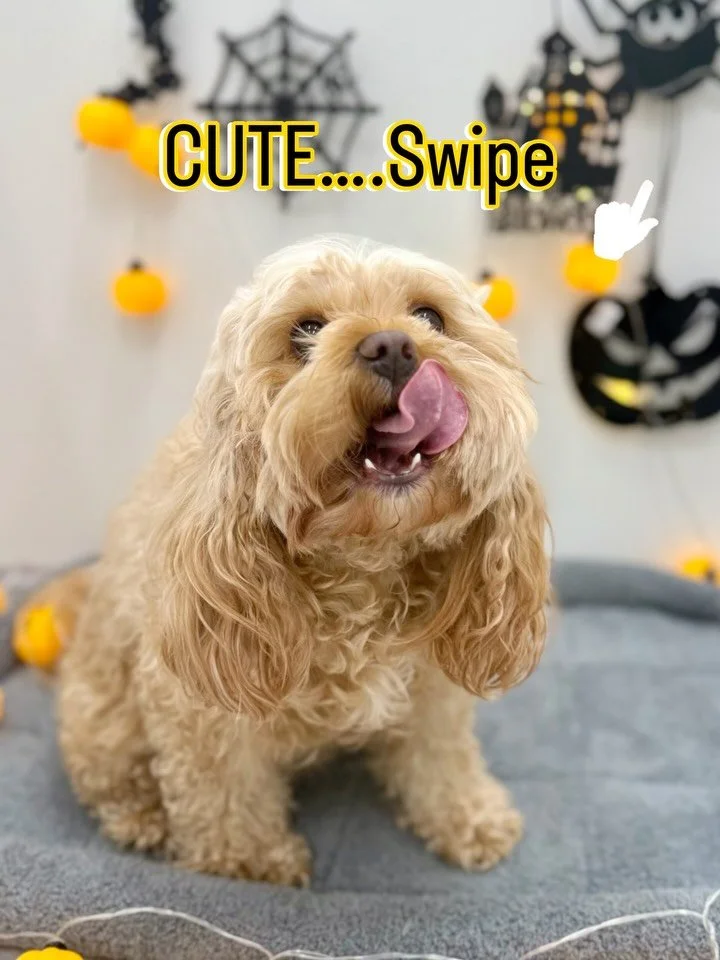 Coco went from &ldquo;where are the treats?&rdquo; to &ldquo;where&rsquo;s my modelling contract?&rdquo; 🤎

Fresh trim, fluffy ears and those eyes finally getting their moment. Already cute before. Fully aware of it after.

Swipe for Coco&rsquo;s gl