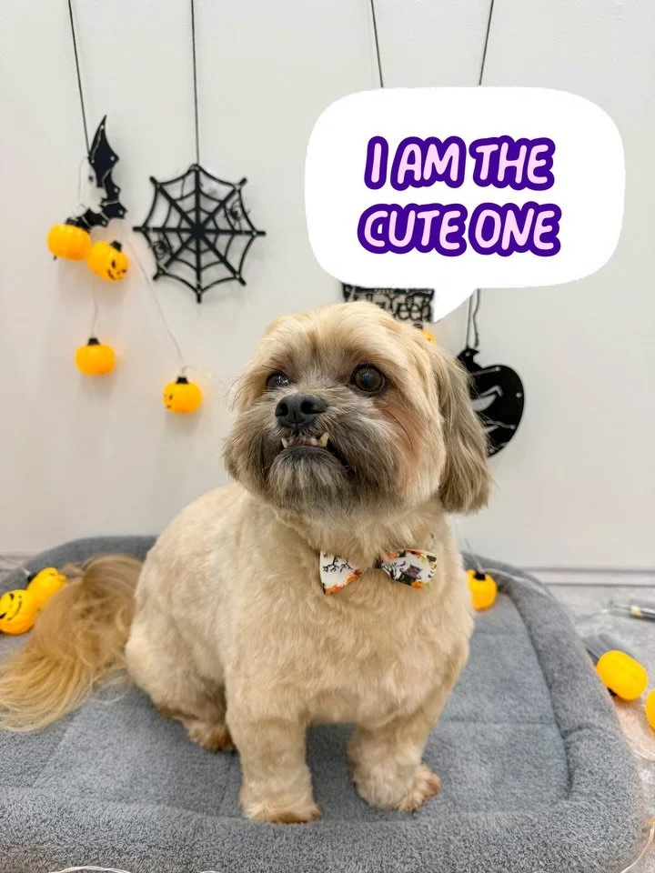 Same family. Same groom day. Both convinced they&rsquo;re the better-looking sibling.

Gerdoo and Napat showing off fresh trims, fancy bows and a little sibling rivalry. We&rsquo;re staying out of it&mdash;you try picking a favourite.

#UrbanimalsPet