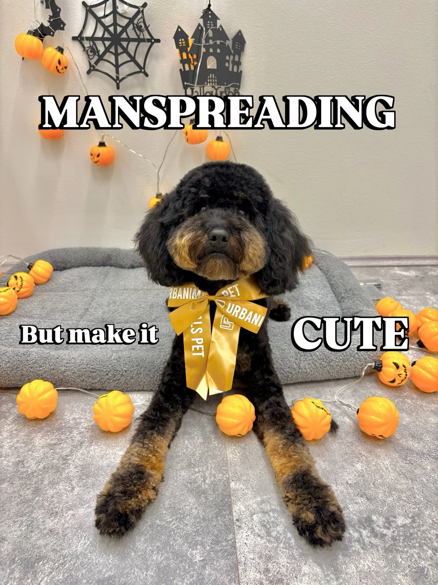 We usually don&rsquo;t encourage manspreading, but Freddie has made a very convincing case.

Fresh groom. Fancy bow. Absolutely no intention of sitting like a gentleman.

We&rsquo;ll allow it. #urbanimalspet