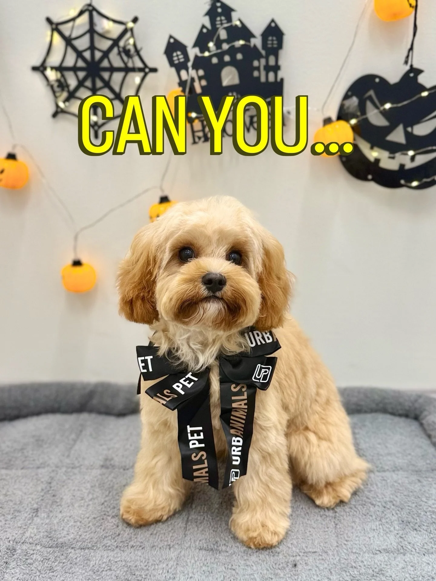 Lulu&rsquo;s first big girl haircut, and suddenly she&rsquo;s too cute for just one photo.

We tried to pick a favourite. Failed. Now it&rsquo;s your problem. Swipe through 🤍 #urbanimalspet