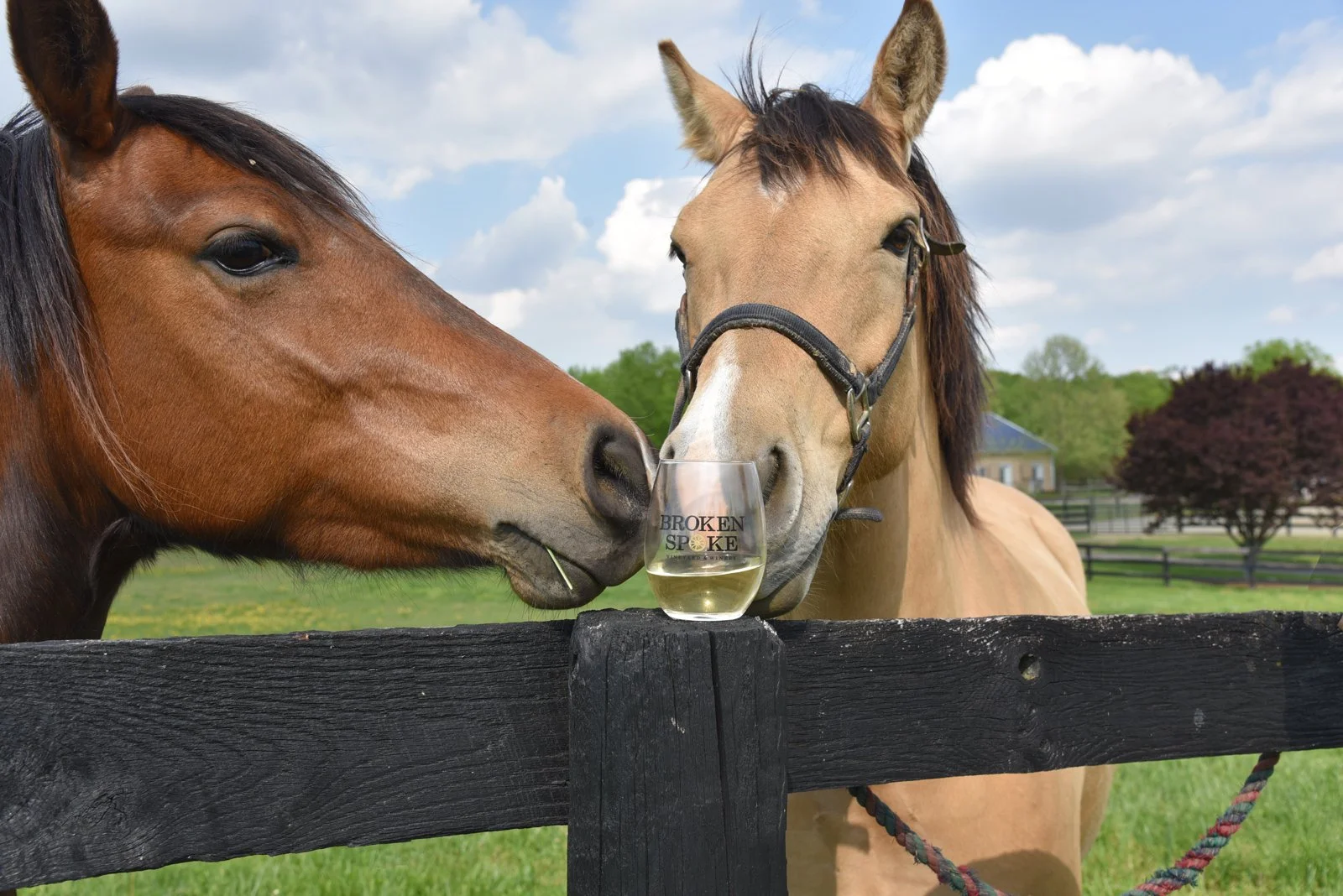 PoniesFenceSip.jpg