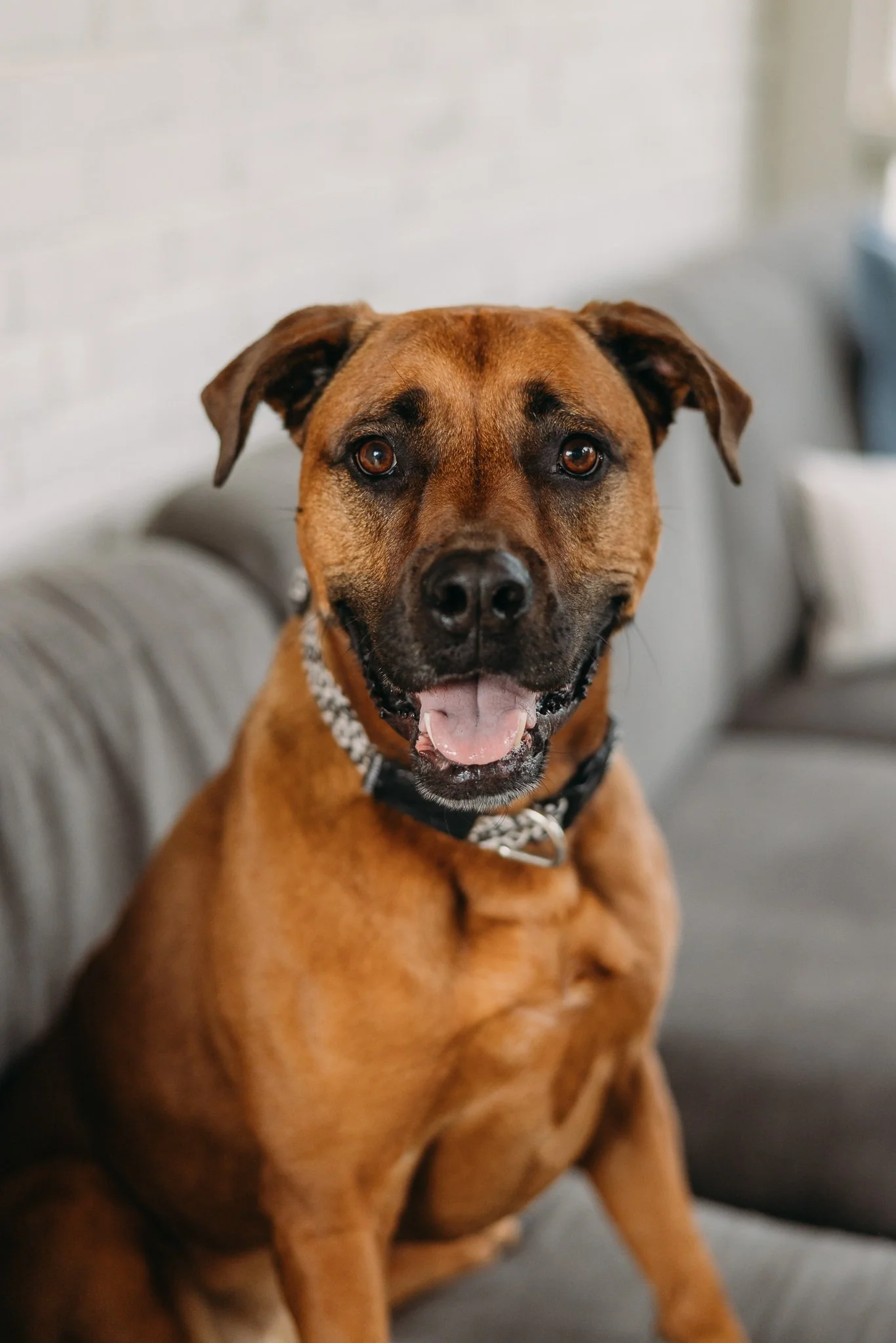 In-home newborn session with family dog, Nashville lifestyle newborn photographer.