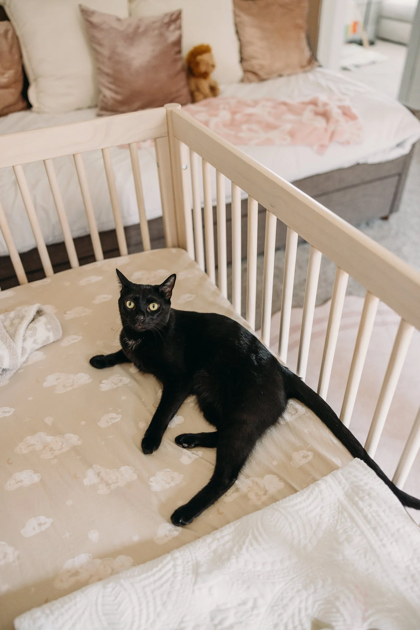 Cat near newborn baby during in-home lifestyle photography session, Nashville.