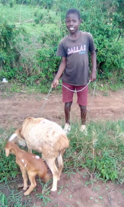 noah-odeke-s-sheep-glorious-and-new-lamb_orig.jpg