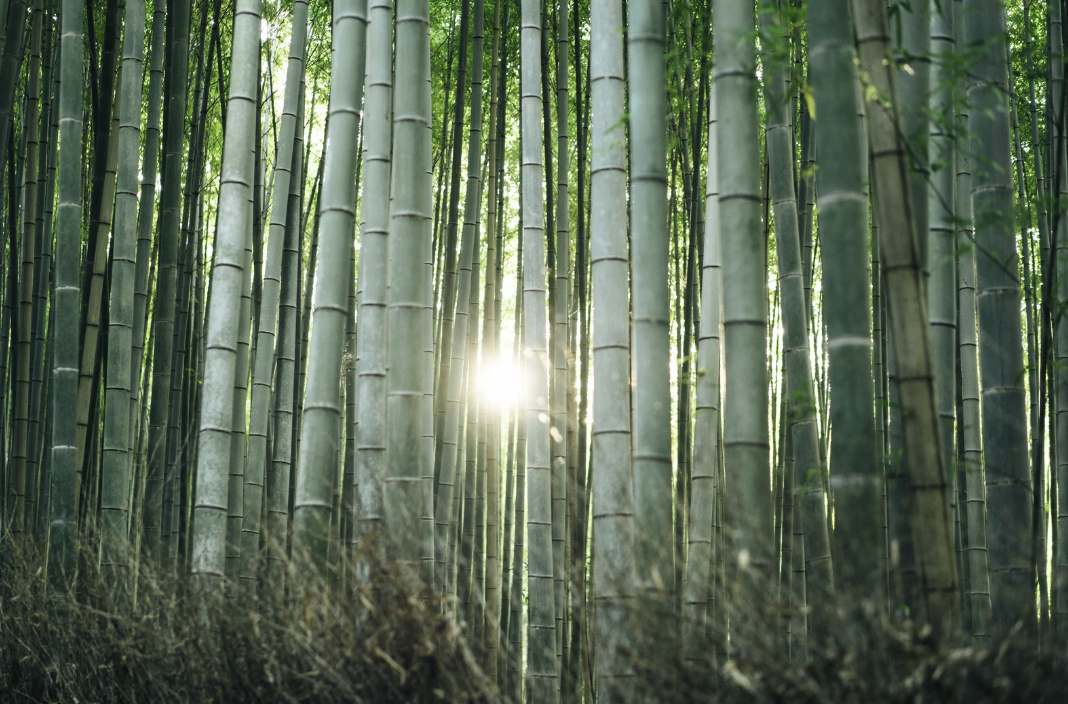 The Beauty of Being Antifragile
