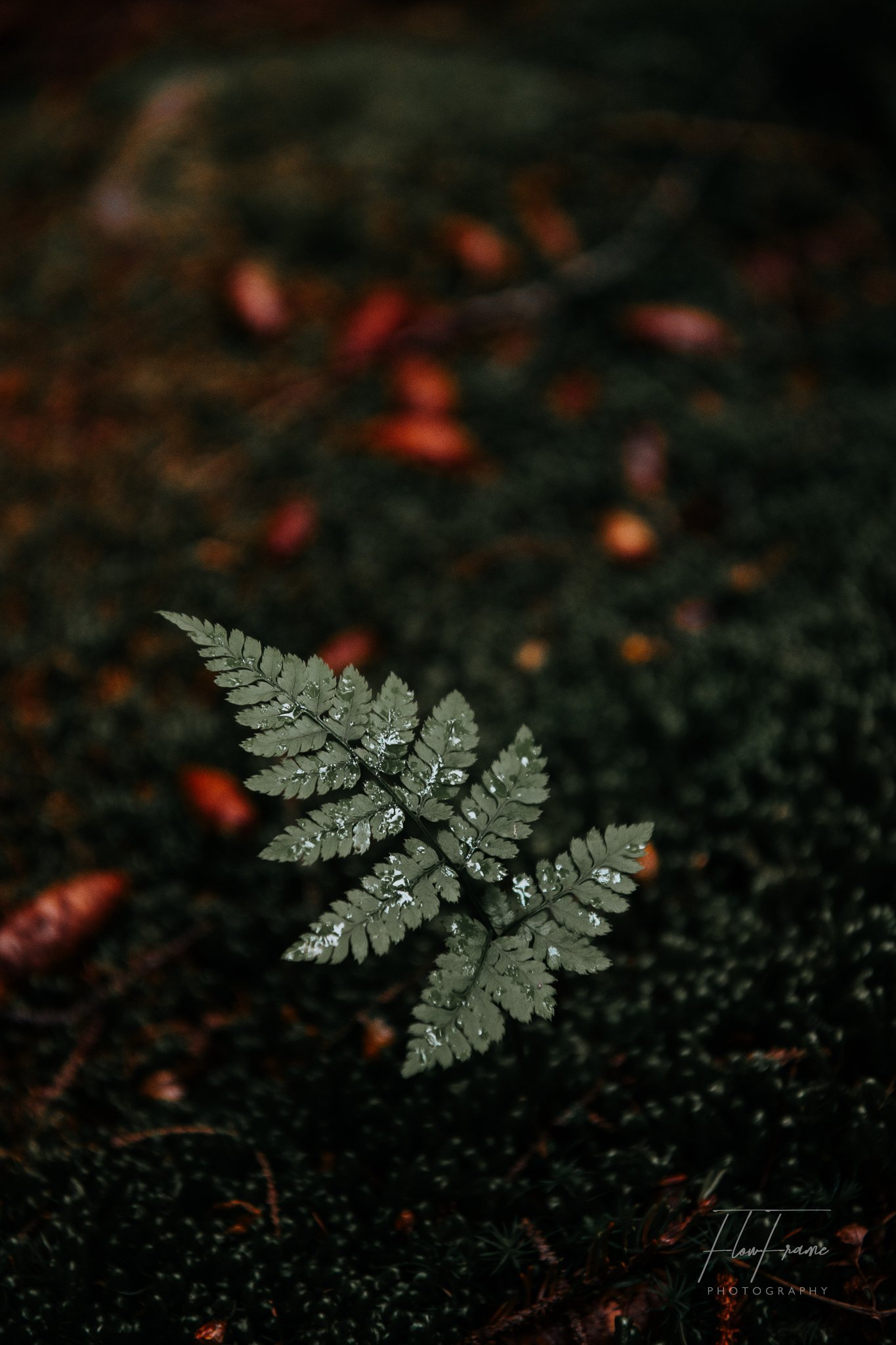 Understory