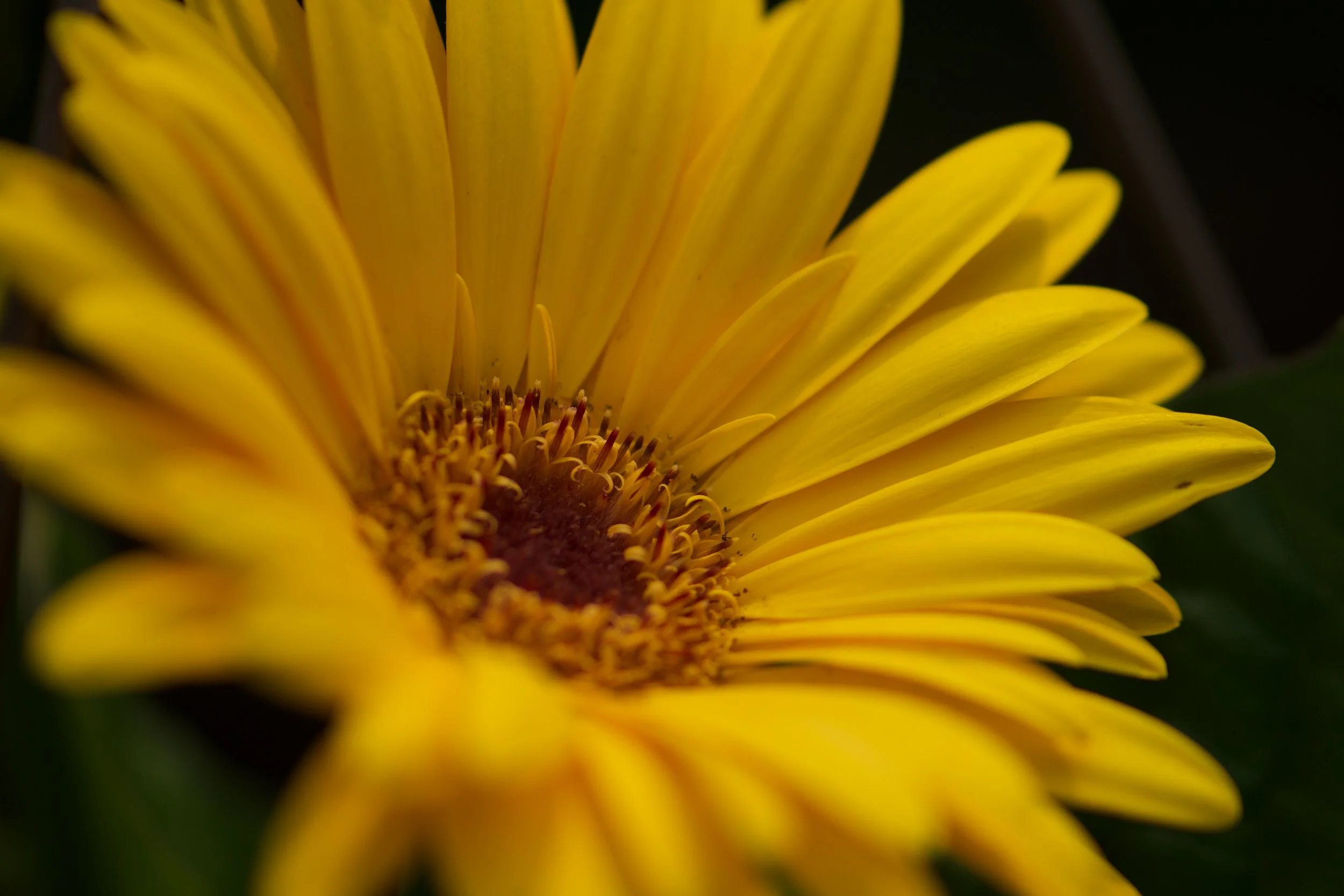 Golden Ember Bloom (Yellow Gerbera Flower Wall Art Print)